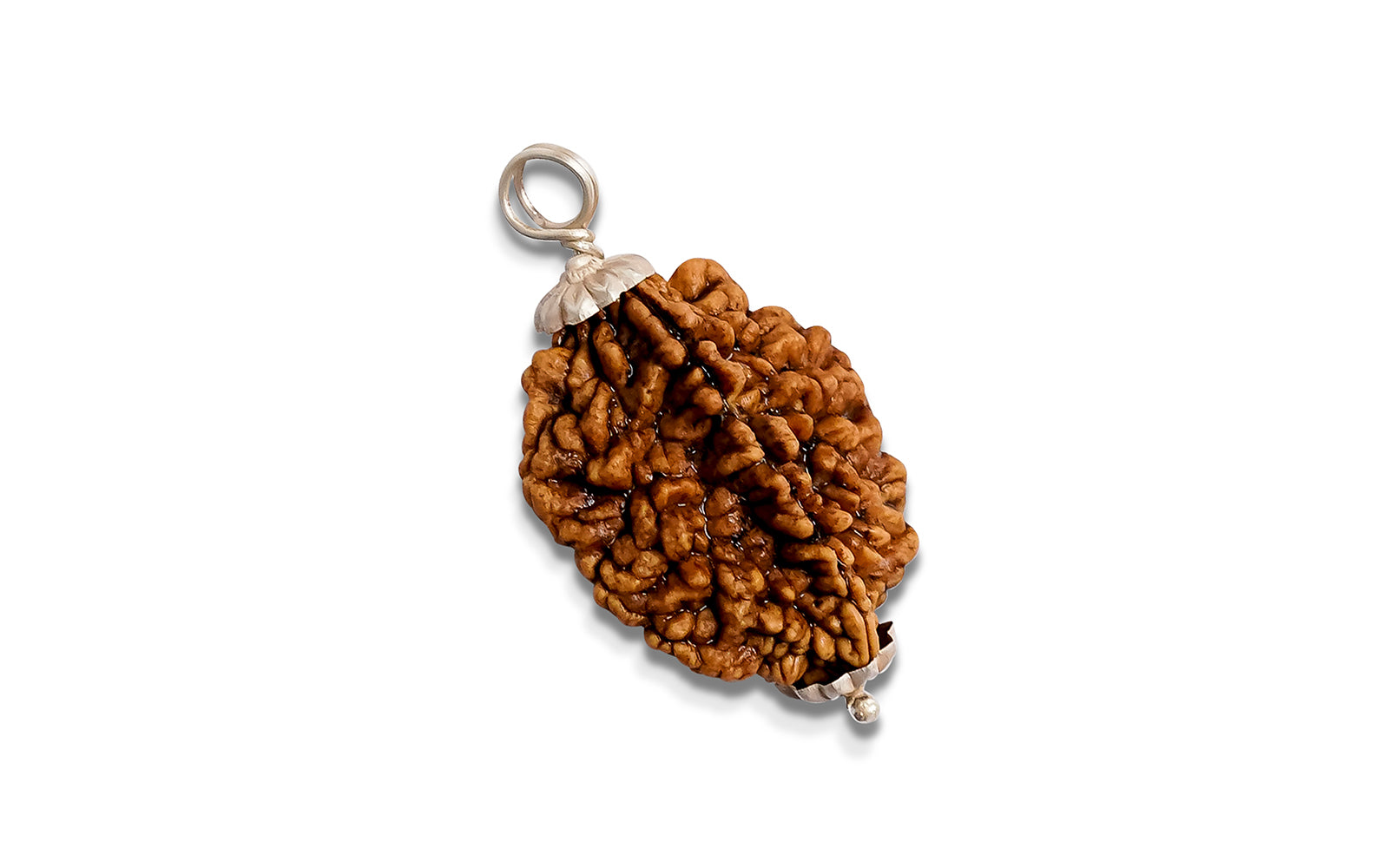 2 Mukhi Rudraksha (Indian)