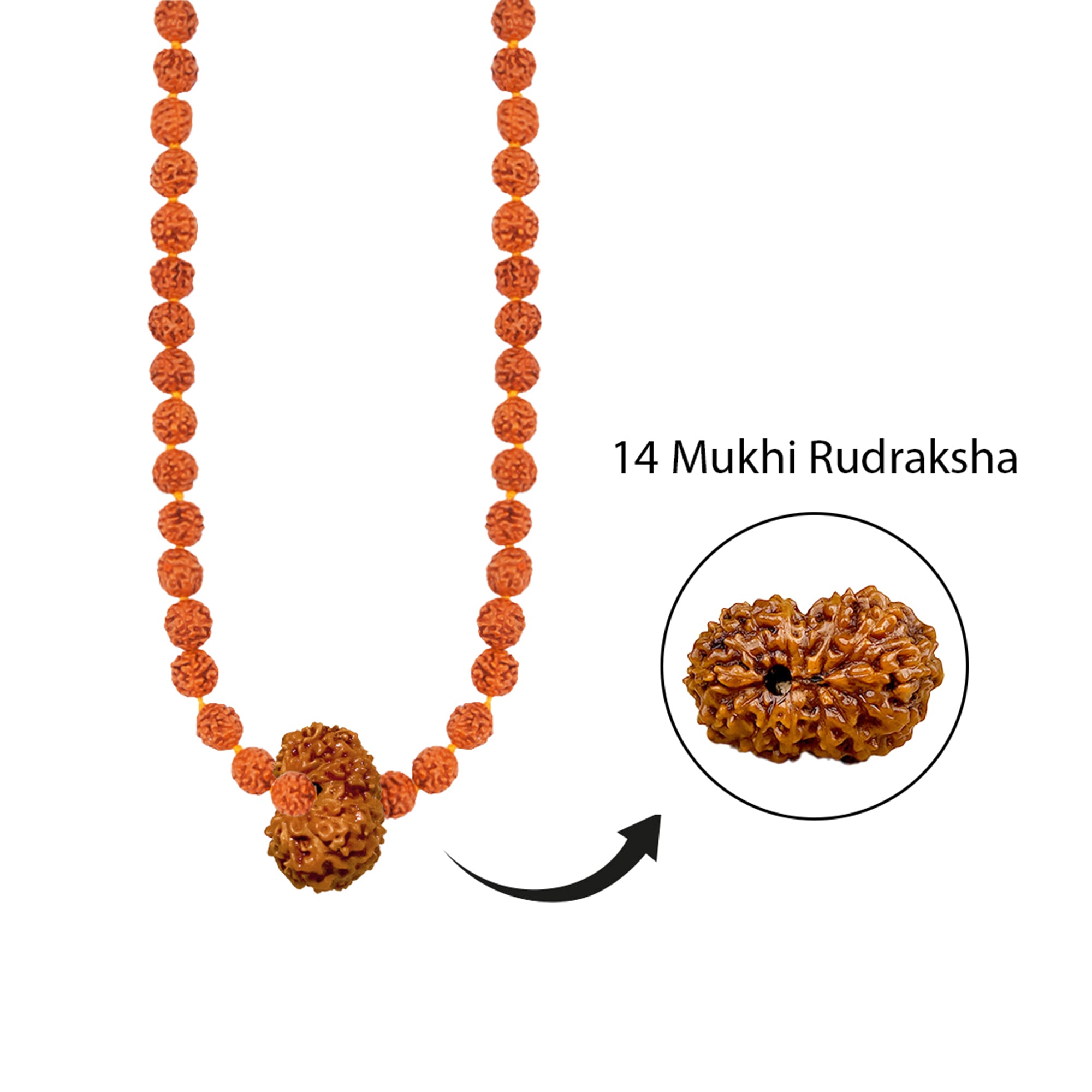 Trinetra Rudra Mala – 14 Mukhi Rudraksha