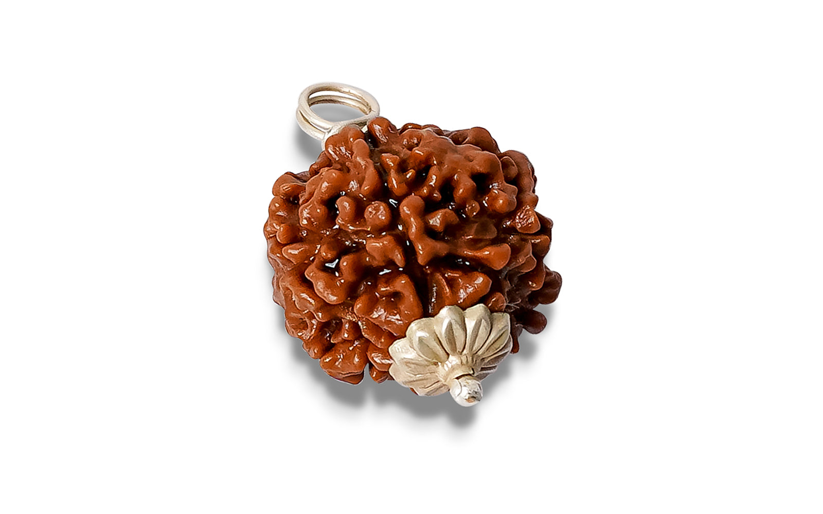 6 Mukhi Rudraksha (Nepali)