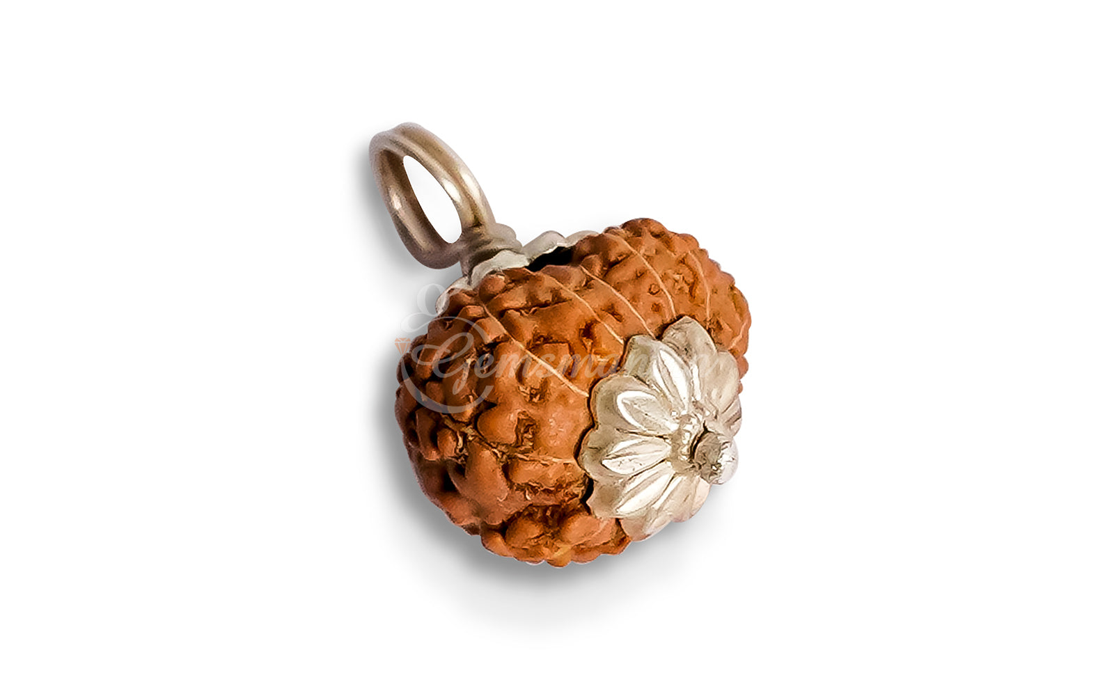 12 Mukhi Rudraksha (Indo)