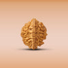 2 Mukhi