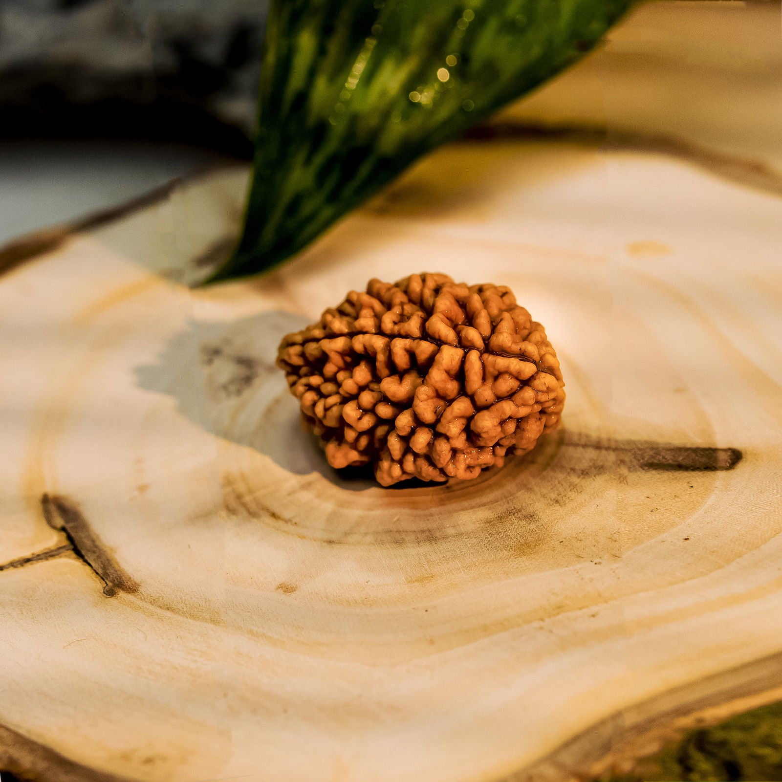 2 Mukhi Rudraksha - Gemsmantra