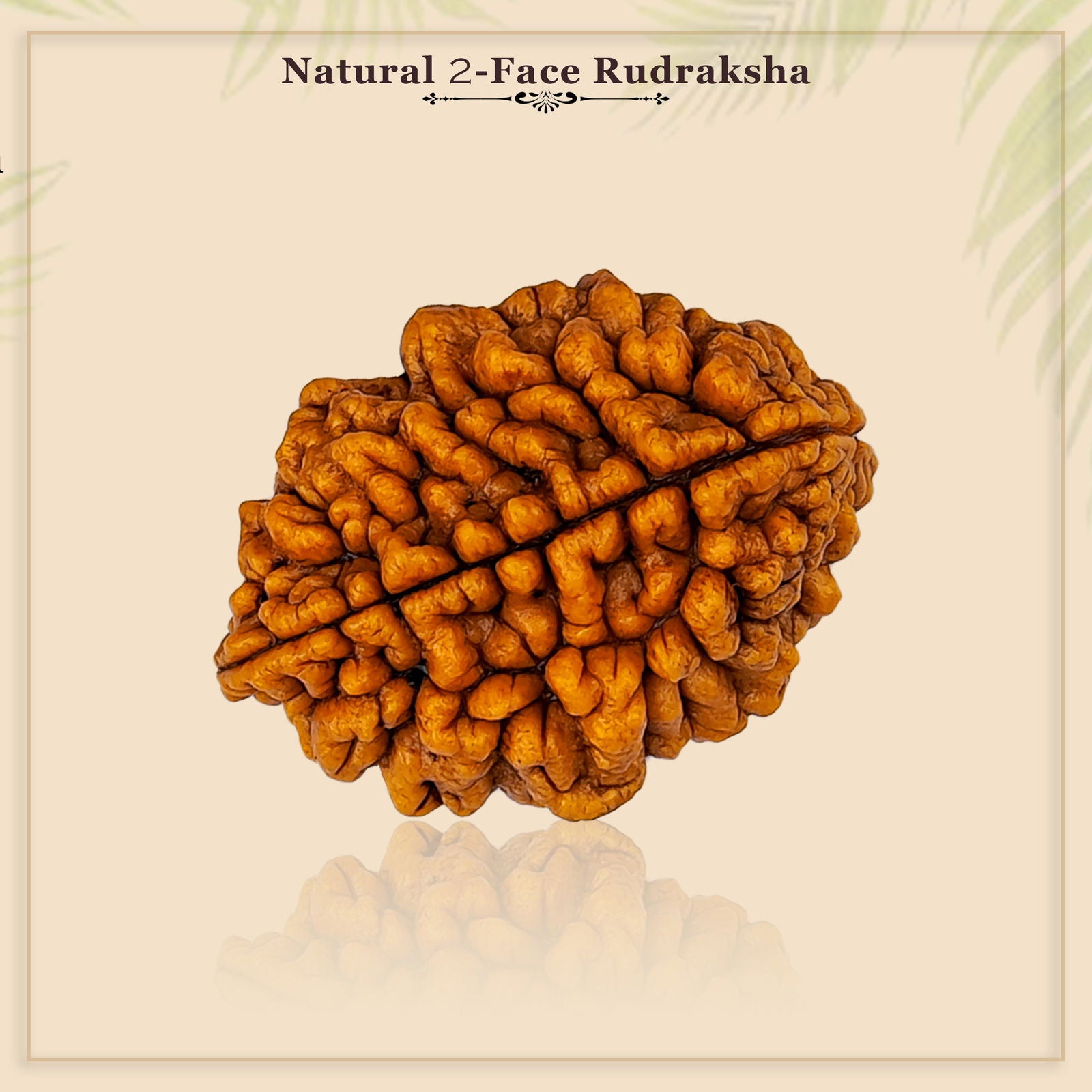 2 Mukhi Rudraksha - Gemsmantra