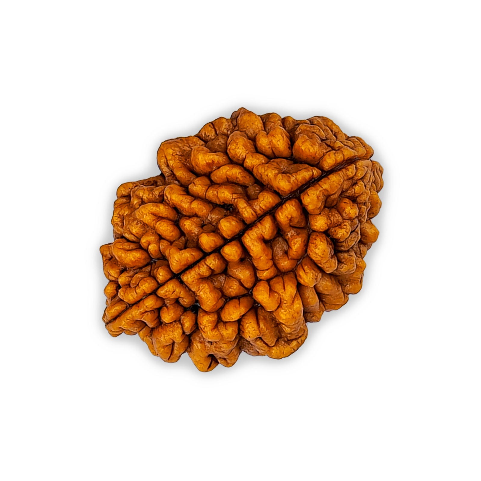 2 Mukhi Rudraksha - Gemsmantra