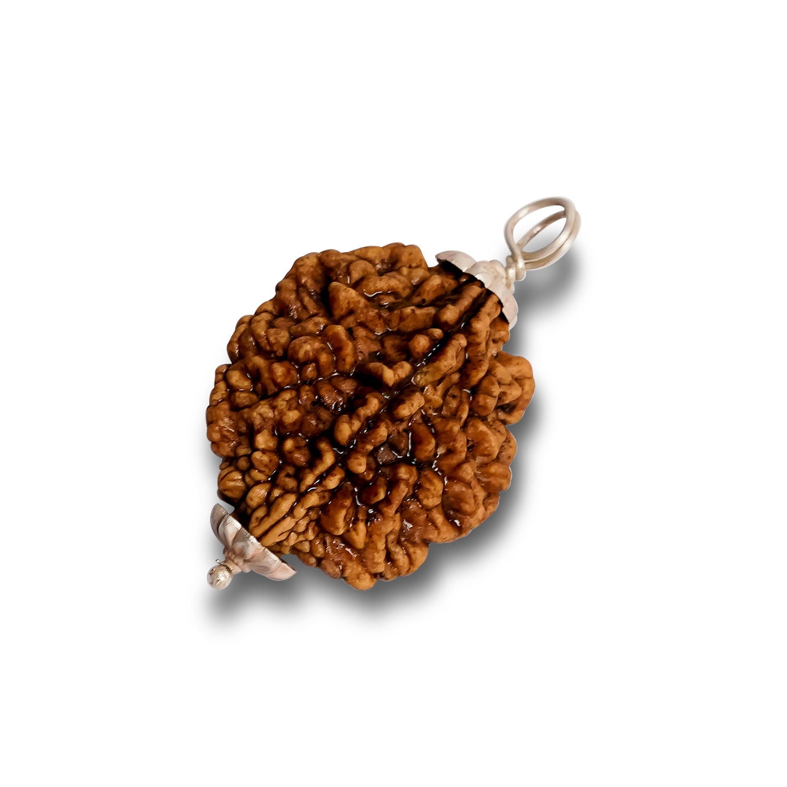 2 Mukhi Rudraksha - Gemsmantra