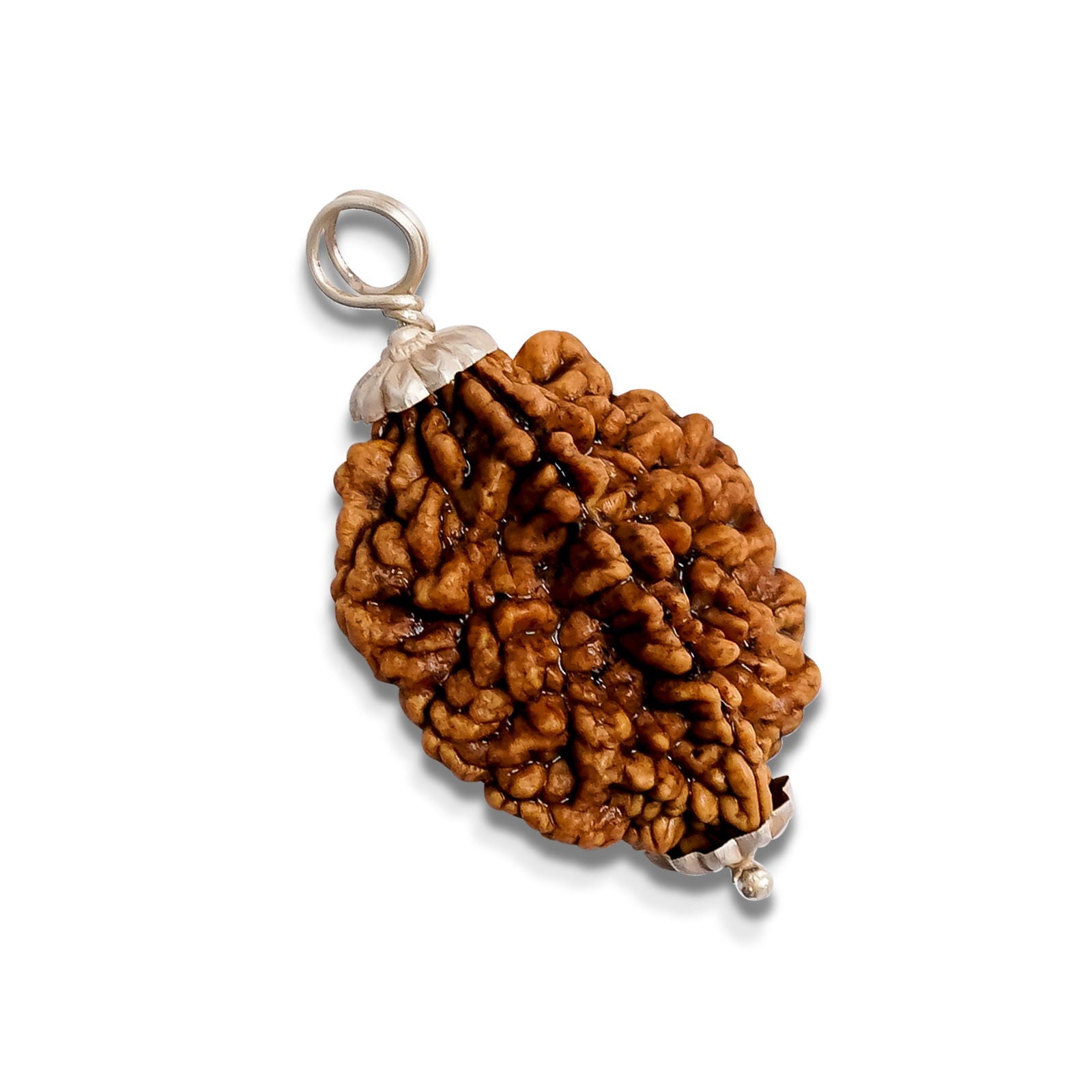 2 Mukhi Rudraksha - Gemsmantra