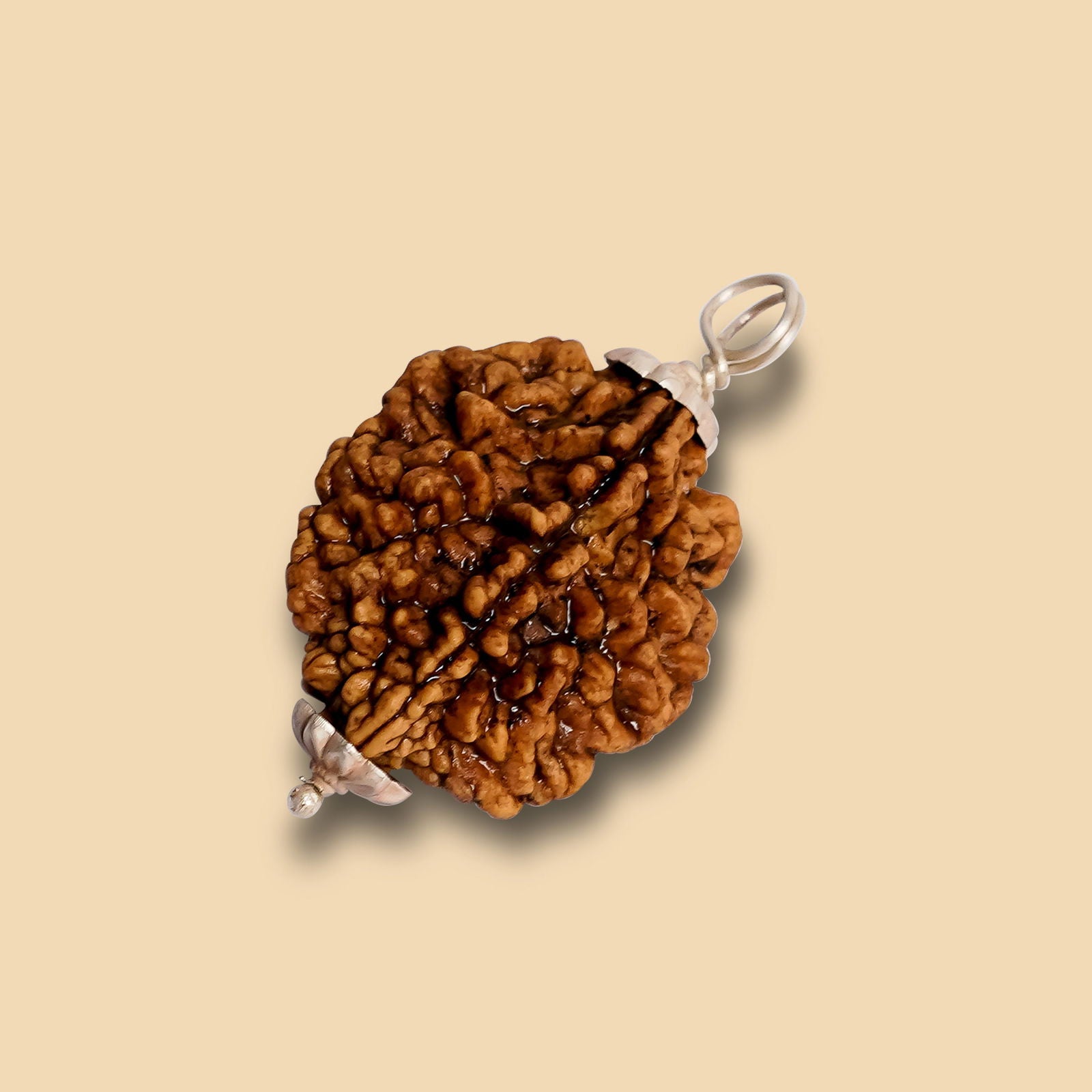 2 Mukhi Rudraksha - Gemsmantra