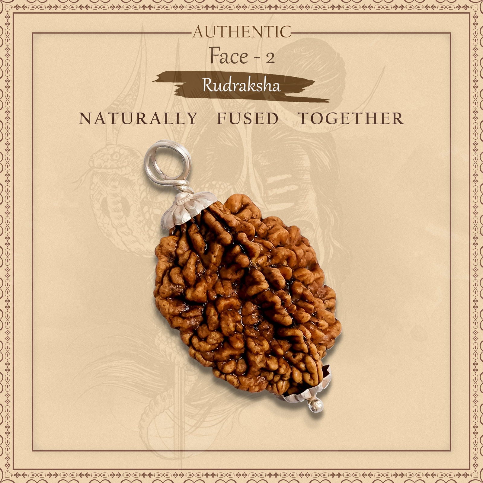 2 Mukhi Rudraksha - Gemsmantra