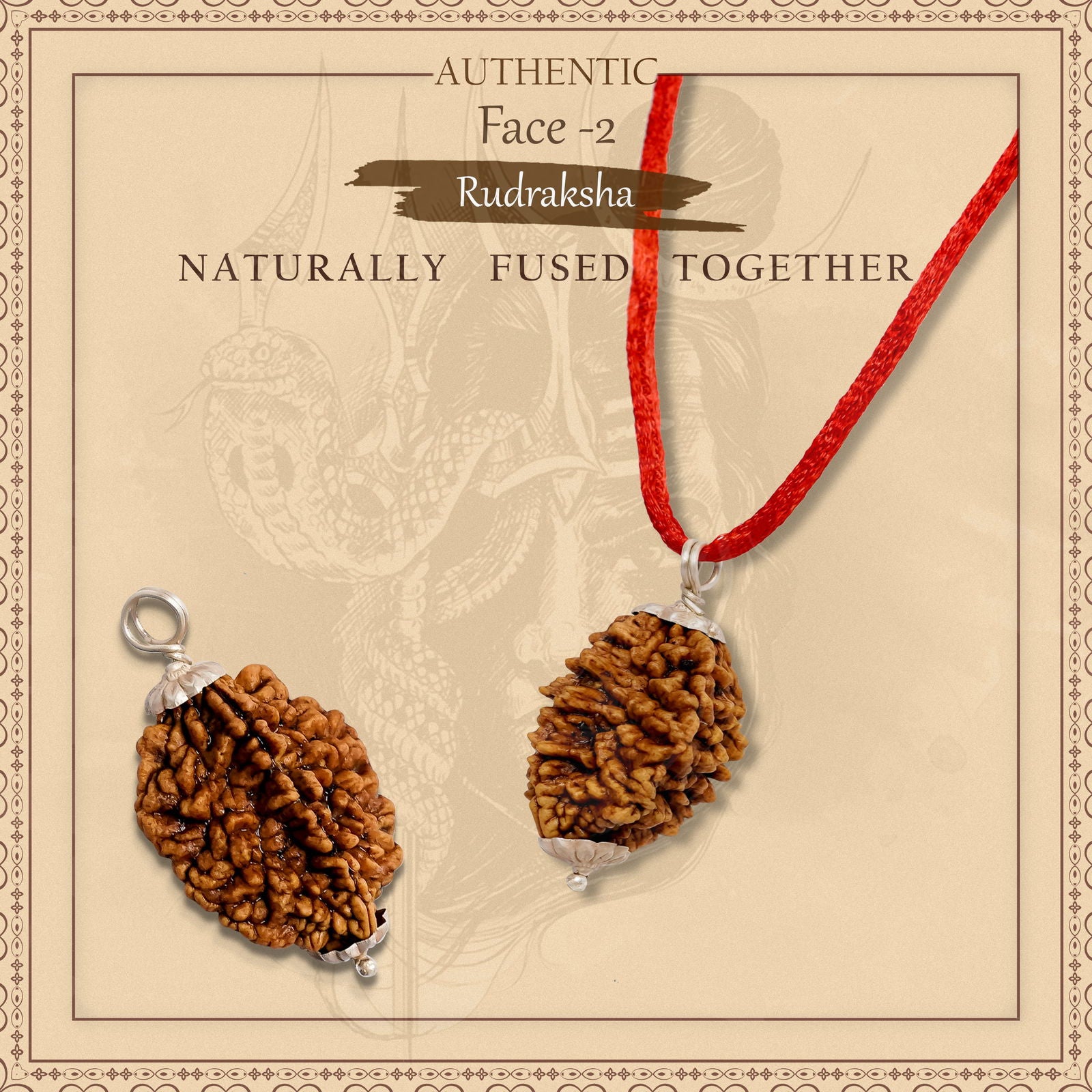 2 Mukhi Rudraksha - Gemsmantra