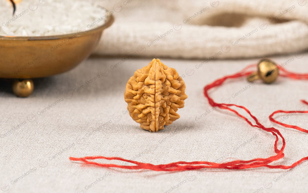 Certified 2 Mukhi Indian Rudraksha bead — Gemsmantra