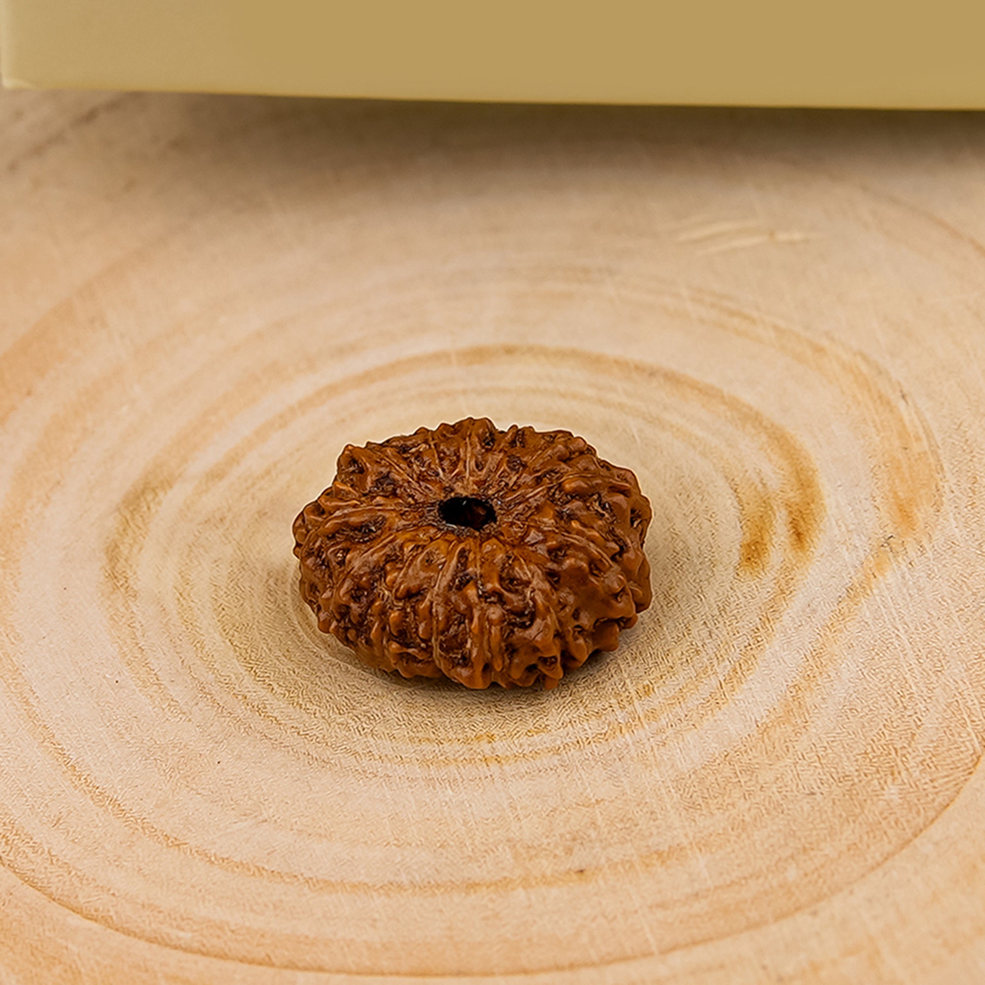 13 Mukhi Rudraksha – Original Indonesian Bead