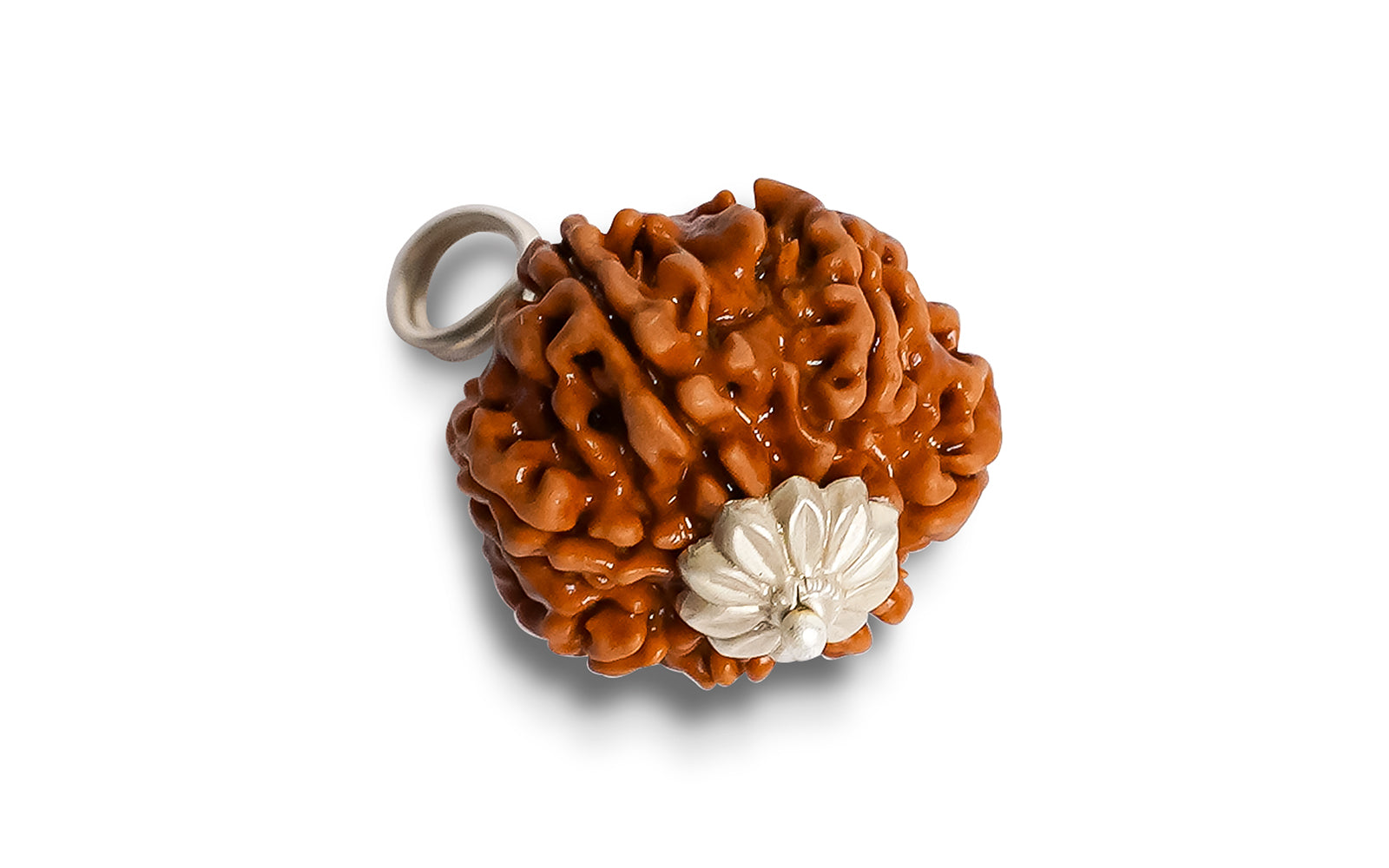 7 Mukhi Rudraksha (Nepali)