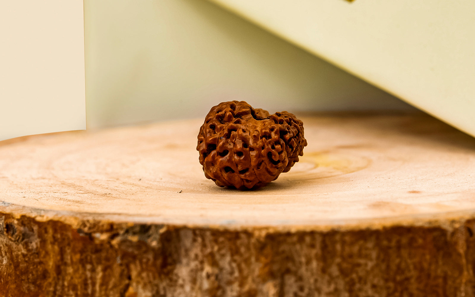 18 Mukhi Rudraksha - Rare Find