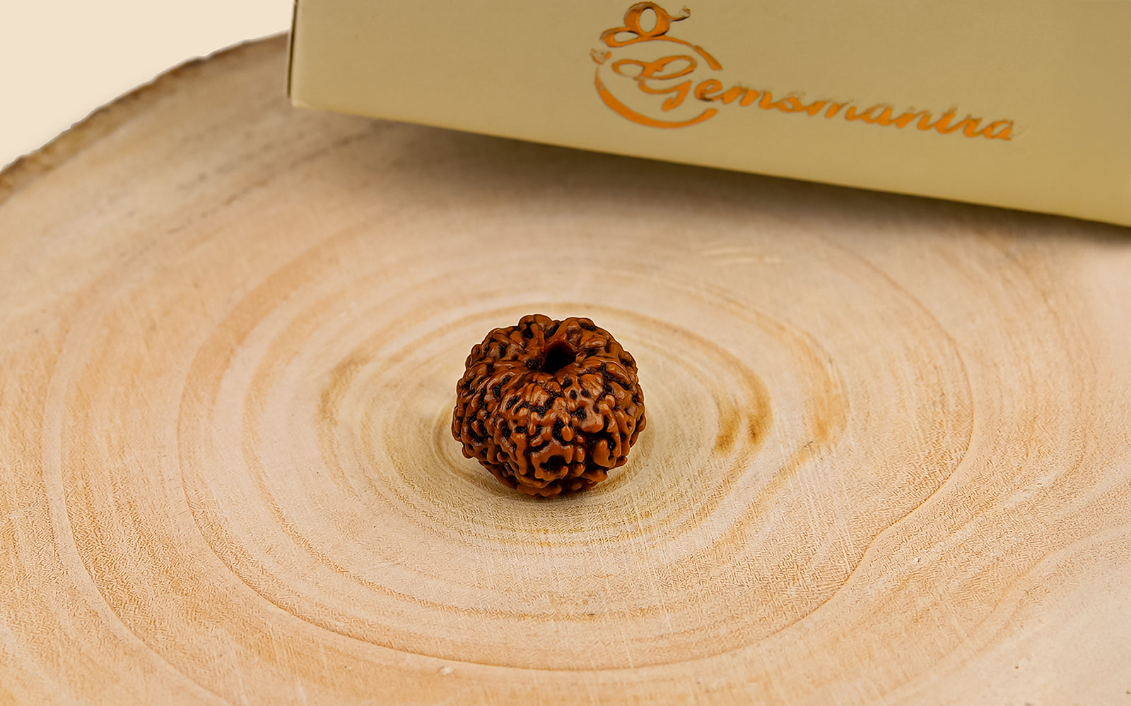 11 Mukhi Rudraksha (Indonesian Bead)