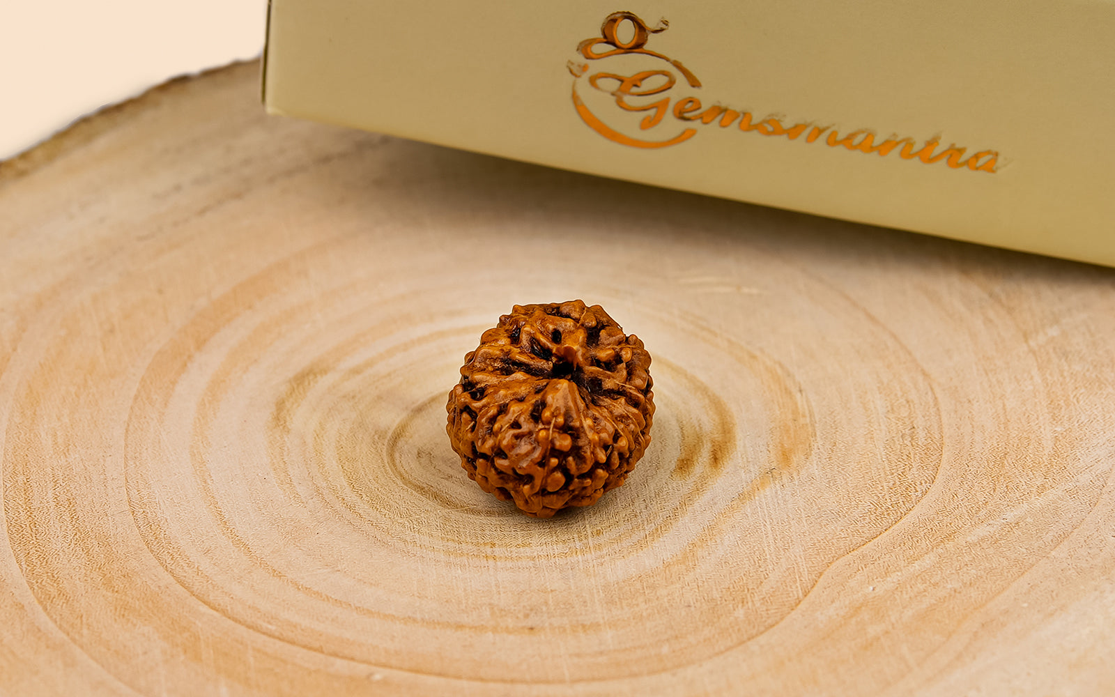 12 Mukhi Rudraksha (Indo)