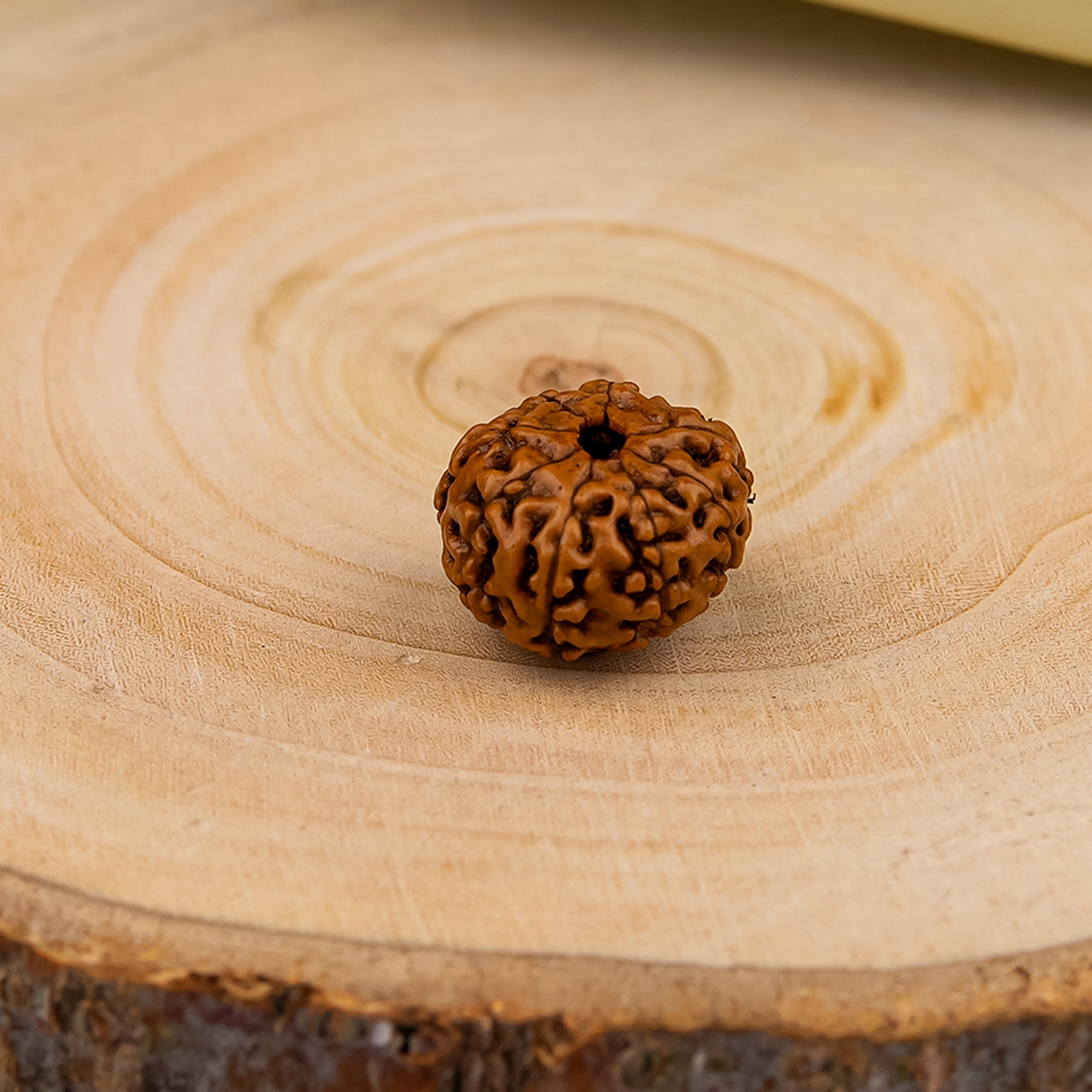 8 Mukhi Rudraksha – Original Indonesian Bead