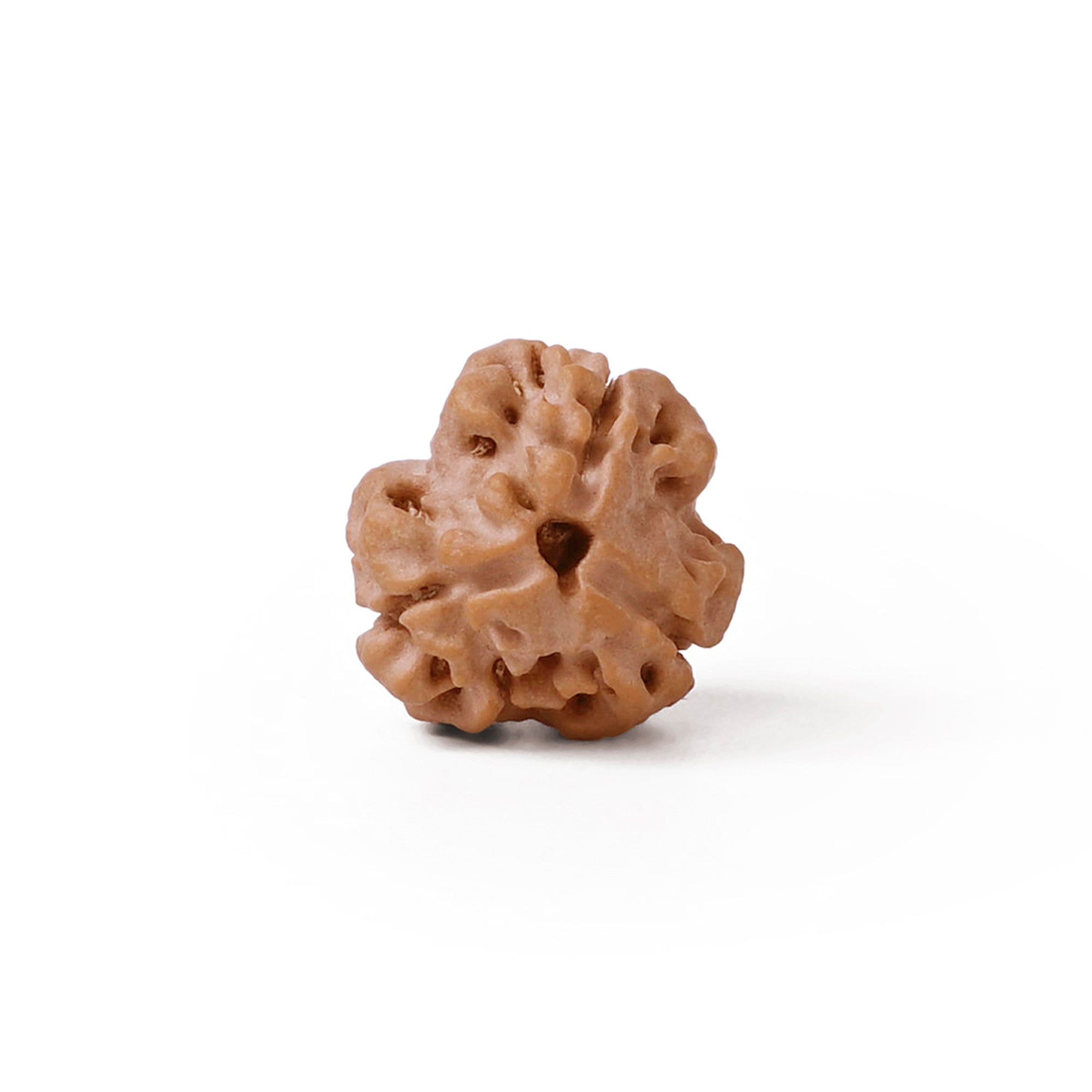 3 Mukhi Rudraksha – Original Nepali Bead