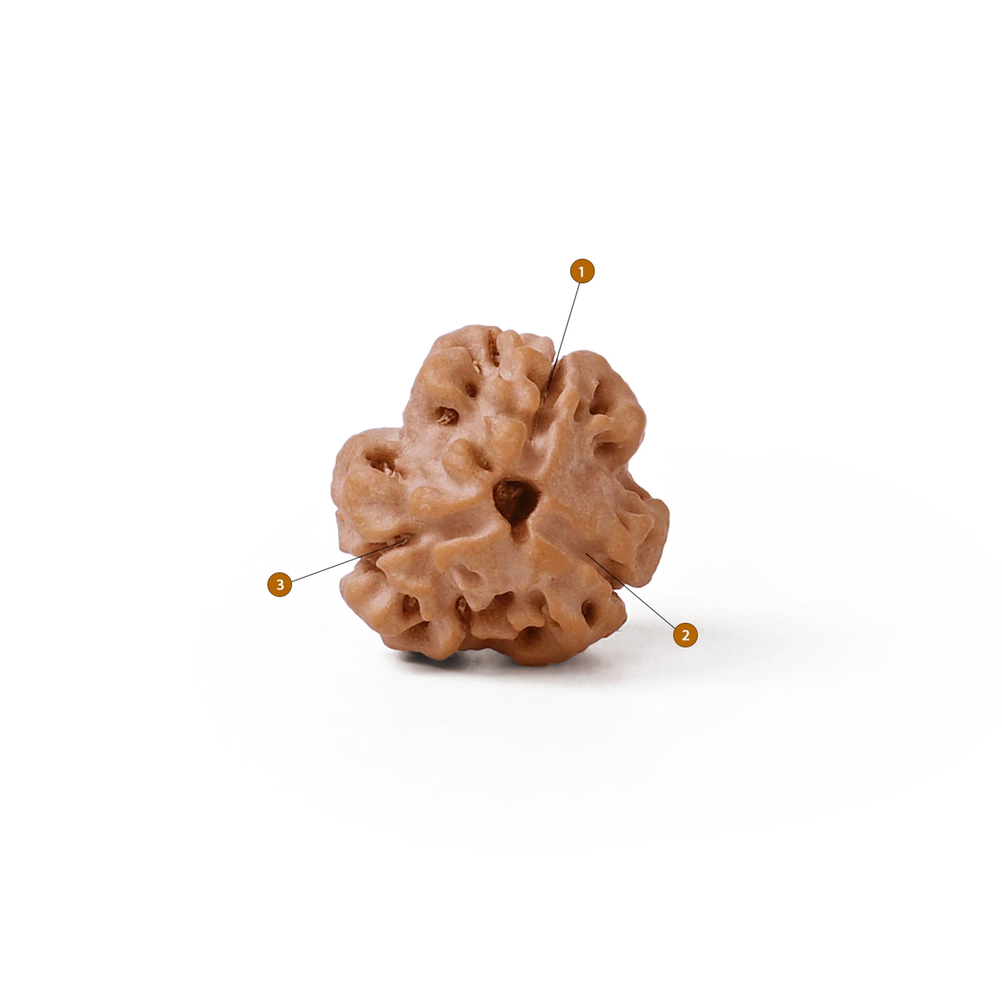 3 Mukhi Rudraksha – Original Nepali Bead