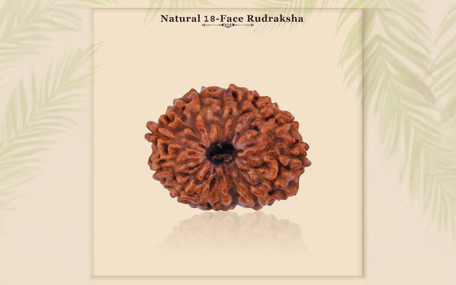 18 Mukhi Rudraksha - Rare Find