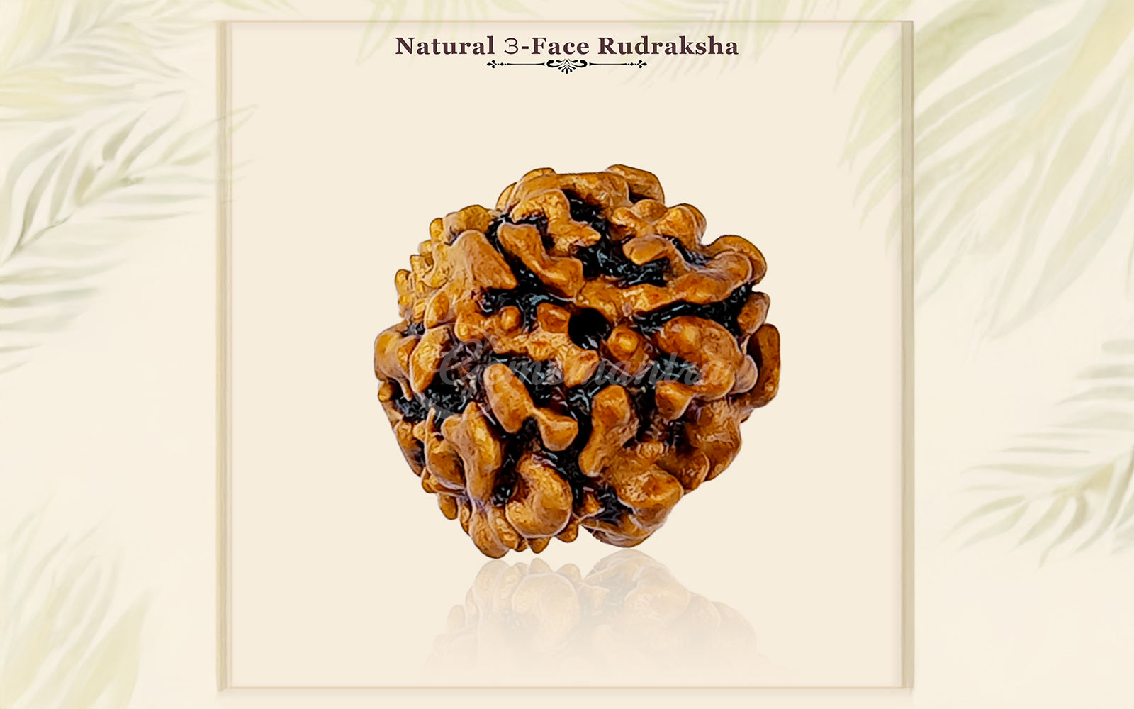 3 Mukhi Rudraksha (Nepali)