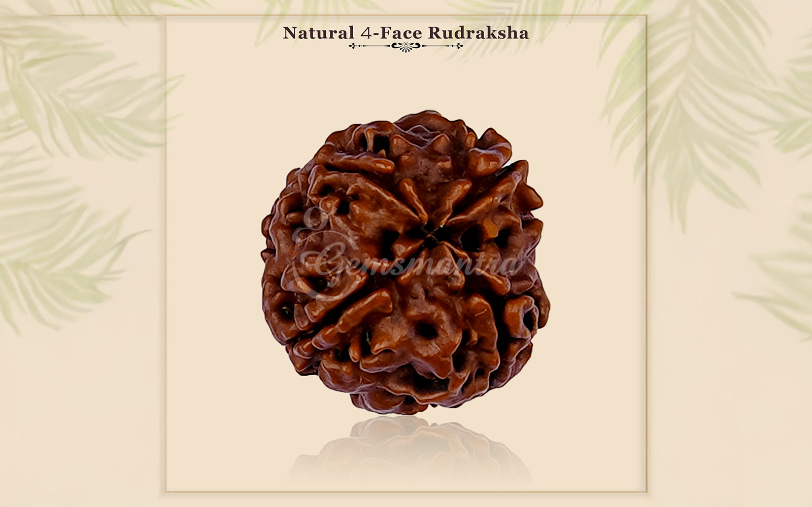 4 Mukhi Rudraksha (Nepali)