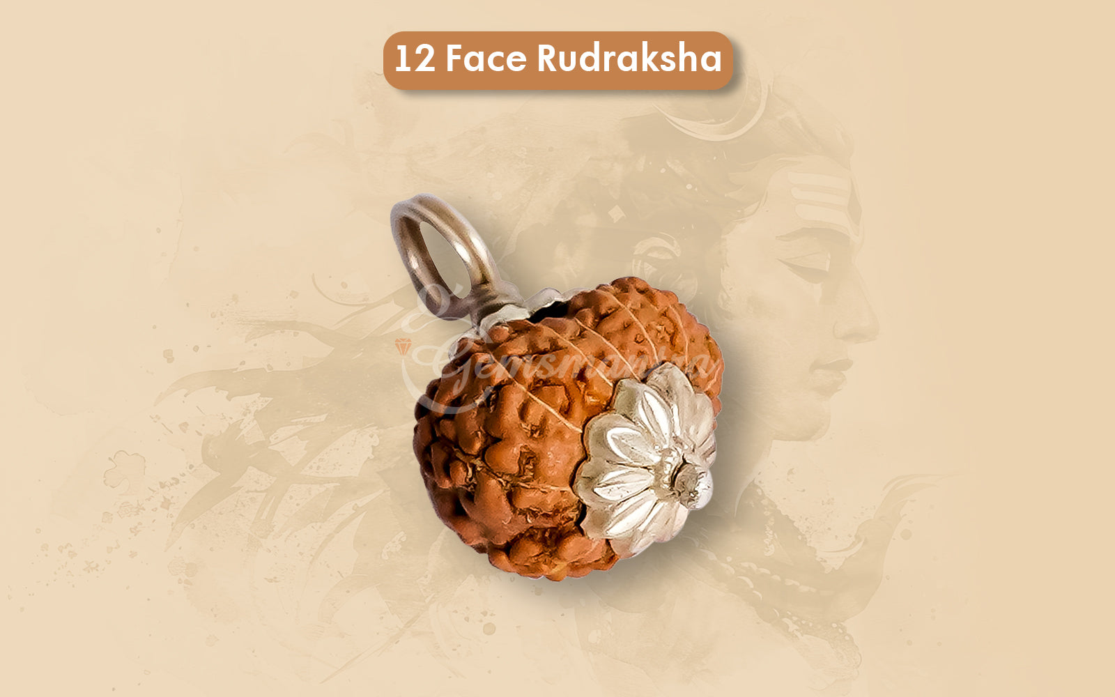 12 Mukhi Rudraksha (Indo)