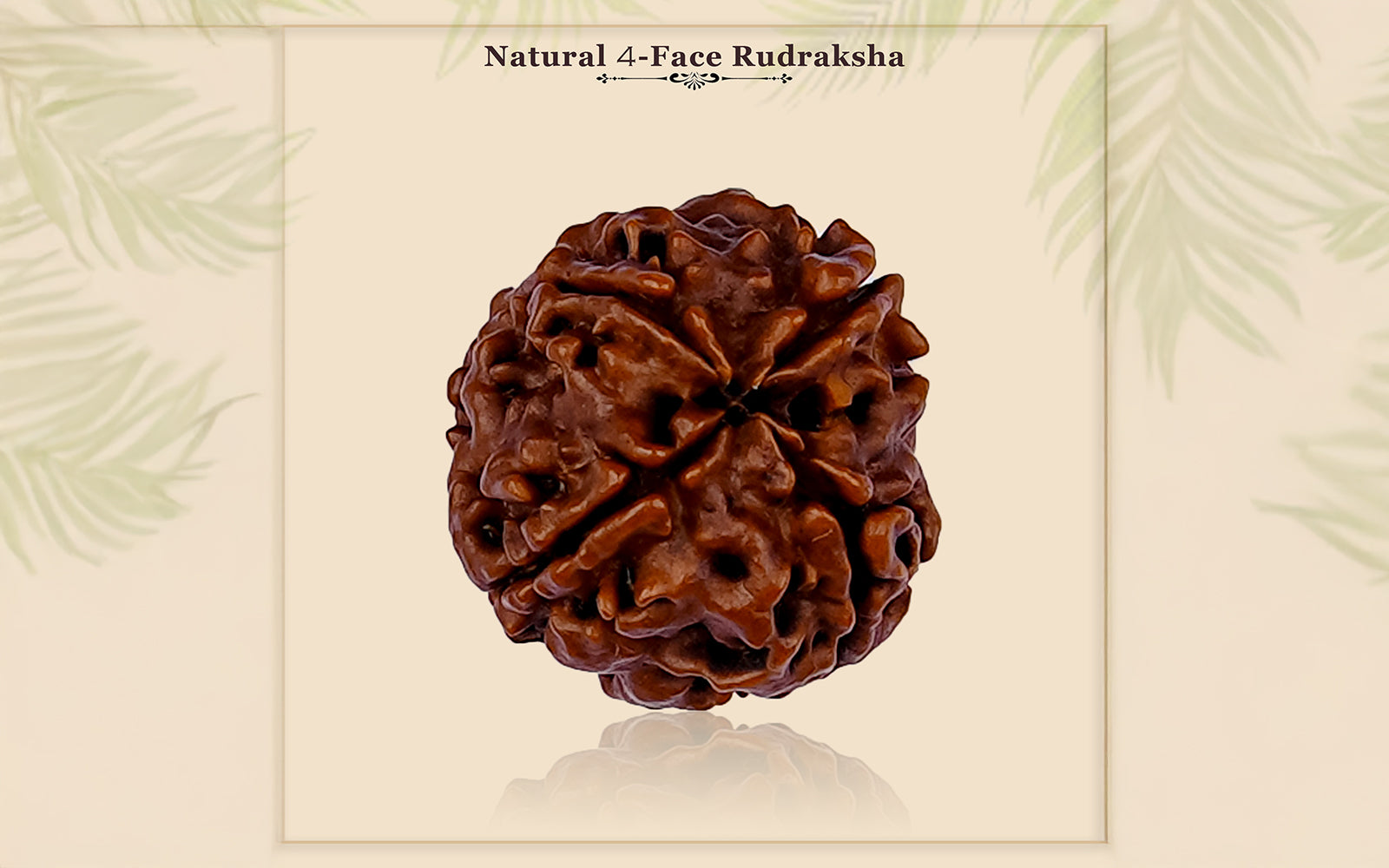 4 Mukhi Rudraksha