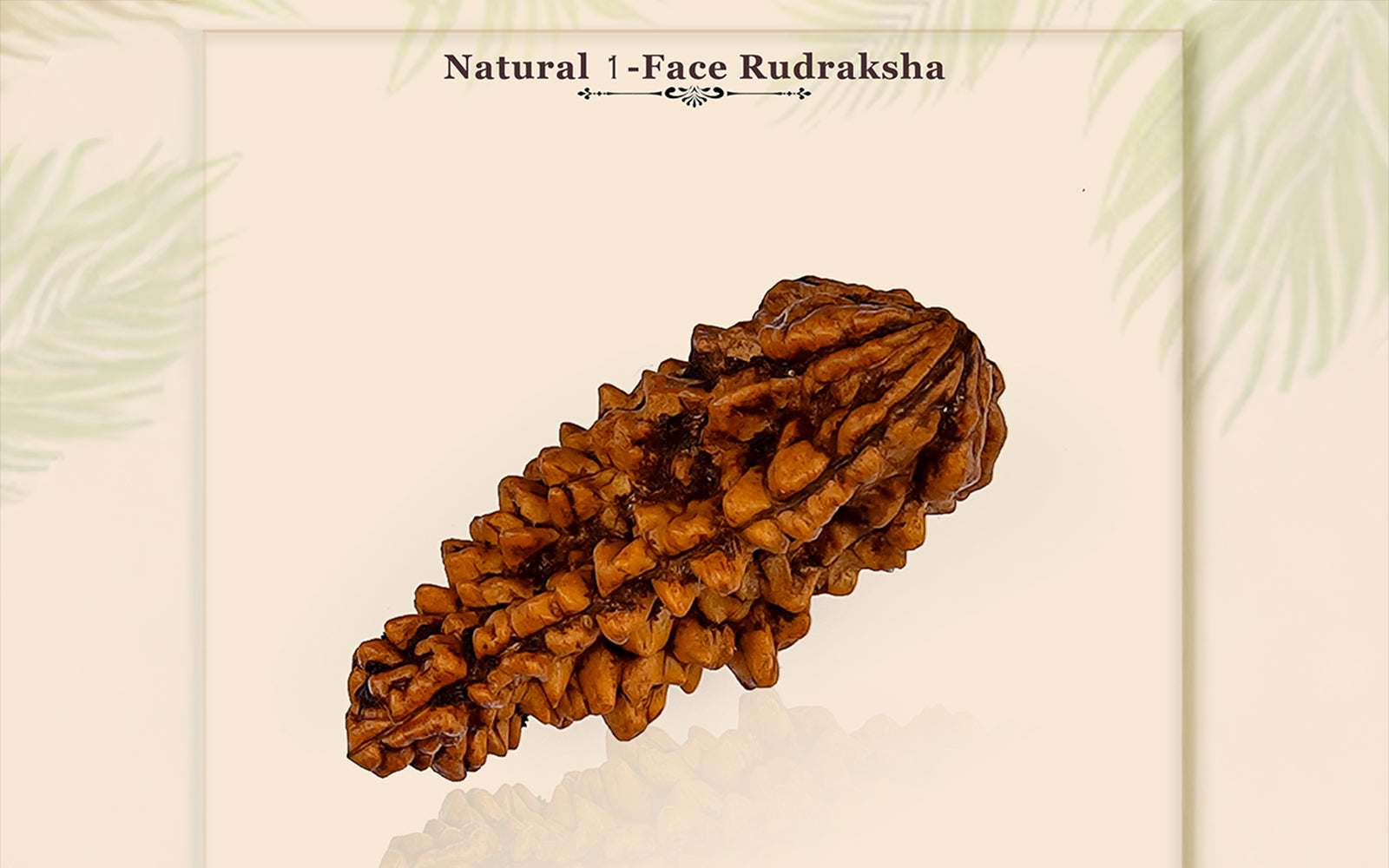 1 Mukhi Rudraksha (with silver pendant)