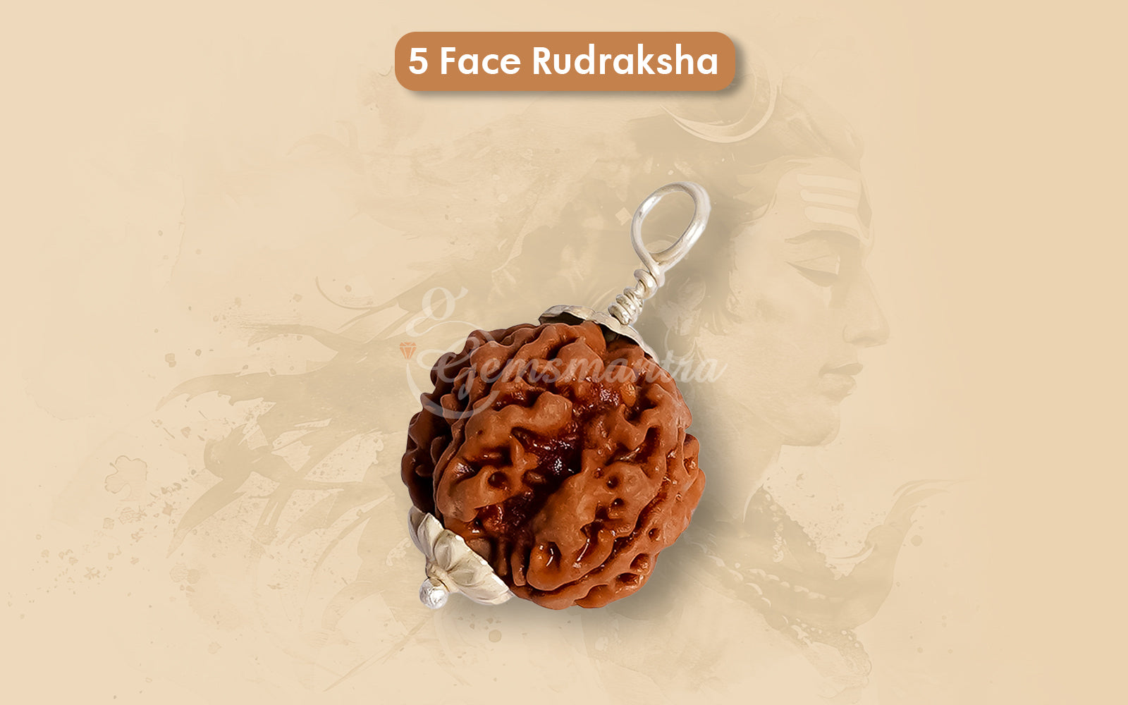 5 Mukhi Rudraksha (Nepali)