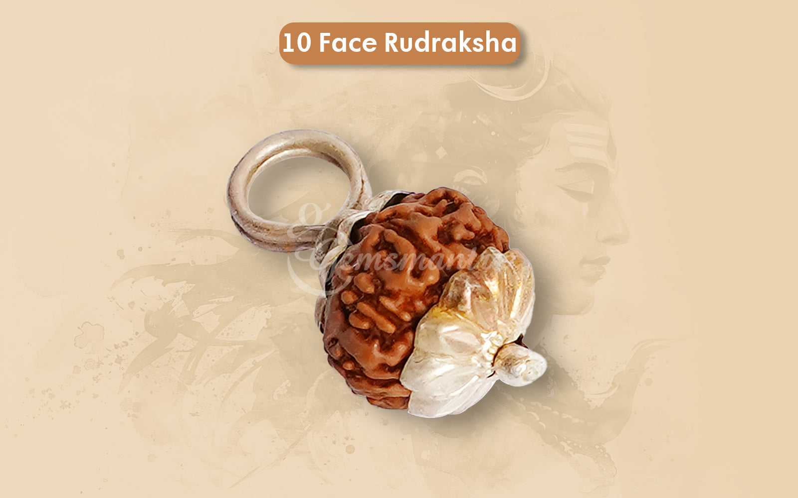 10 Mukhi Rudraksha (Indo)