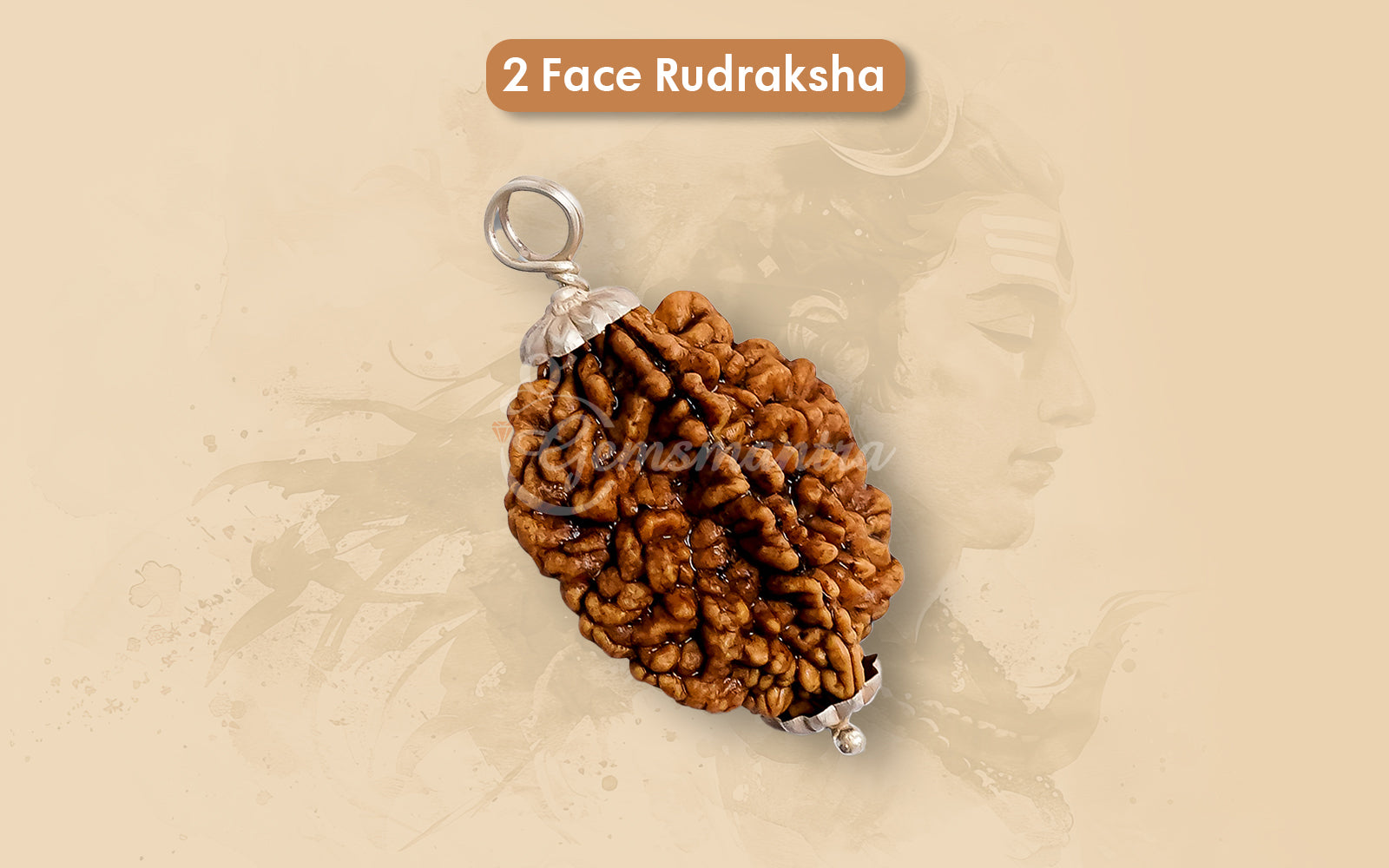 2 Mukhi Rudraksha (Indian)