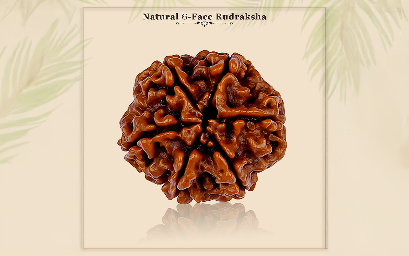 6 Mukhi Rudraksha