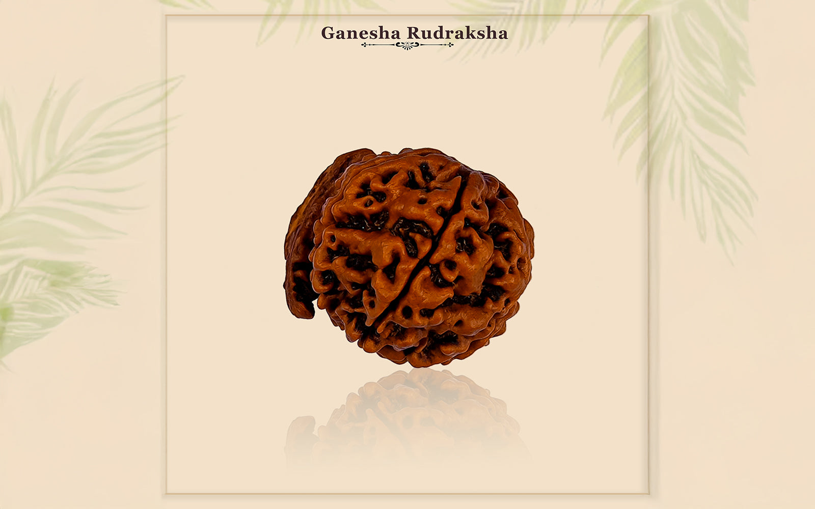 Ganesha Rudraksha