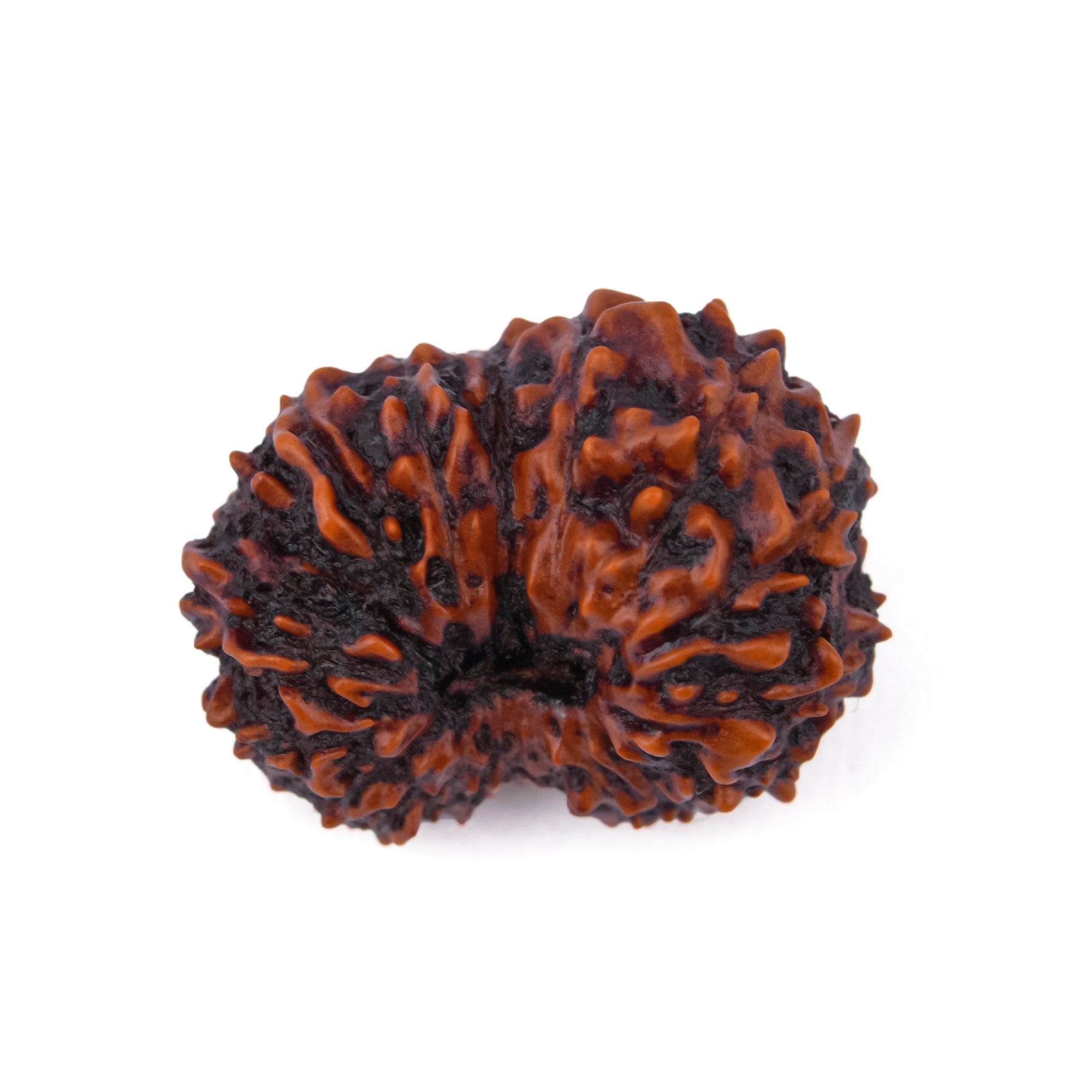 17 Mukhi Natural Rudraksha