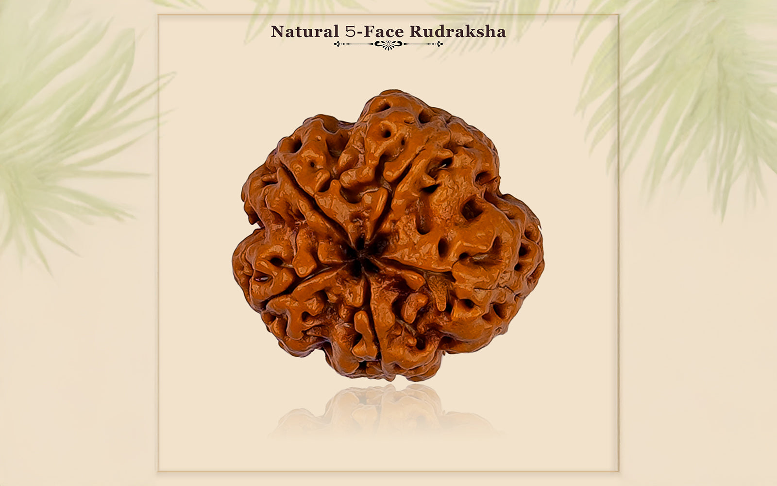 5 Mukhi Rudraksha