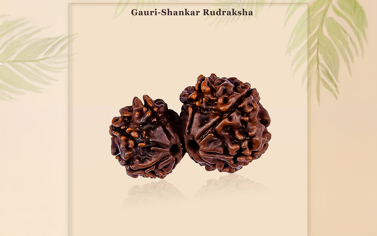 Gauri Shankar Rudraksha