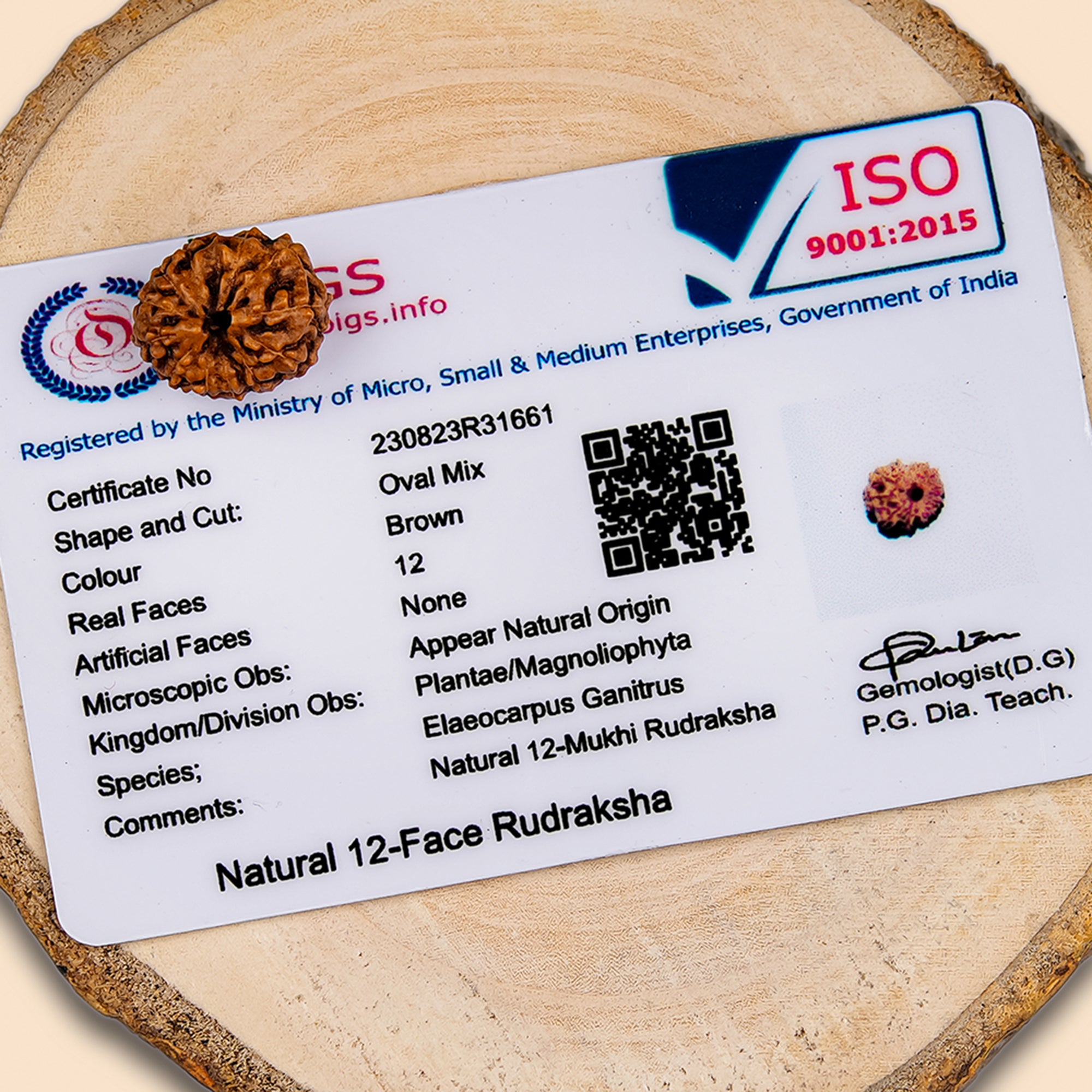 12 Mukhi Rudraksha – Original Indonesian Bead
