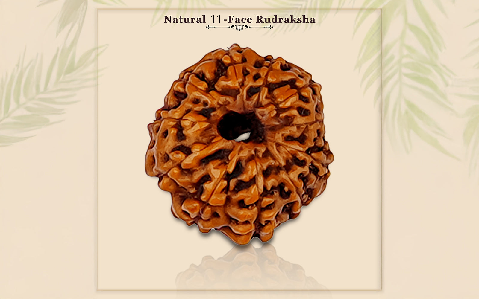 11 Mukhi Rudraksha (Indonesian Bead)