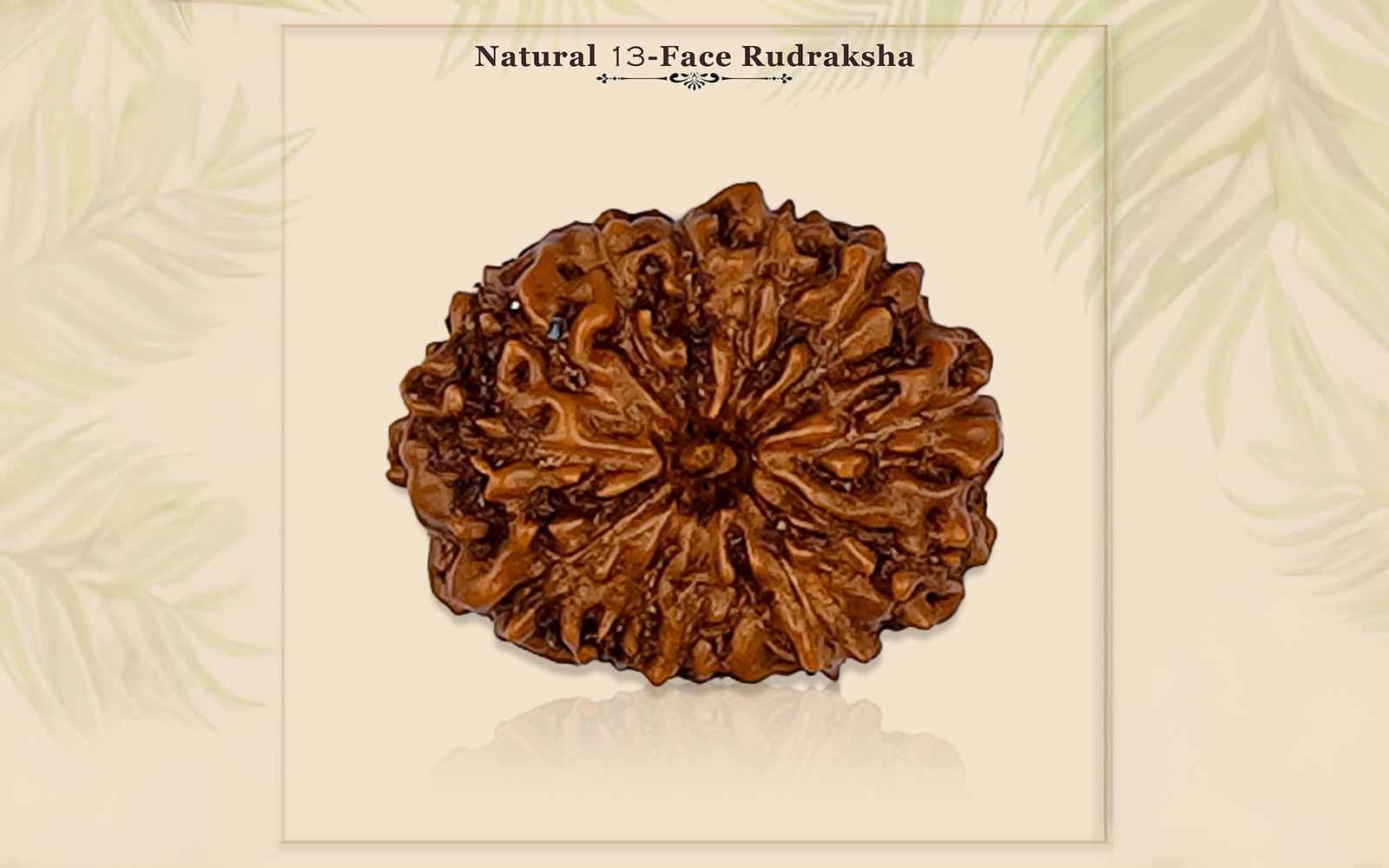 13 Mukhi Rudraksha (Indonesian Bead)