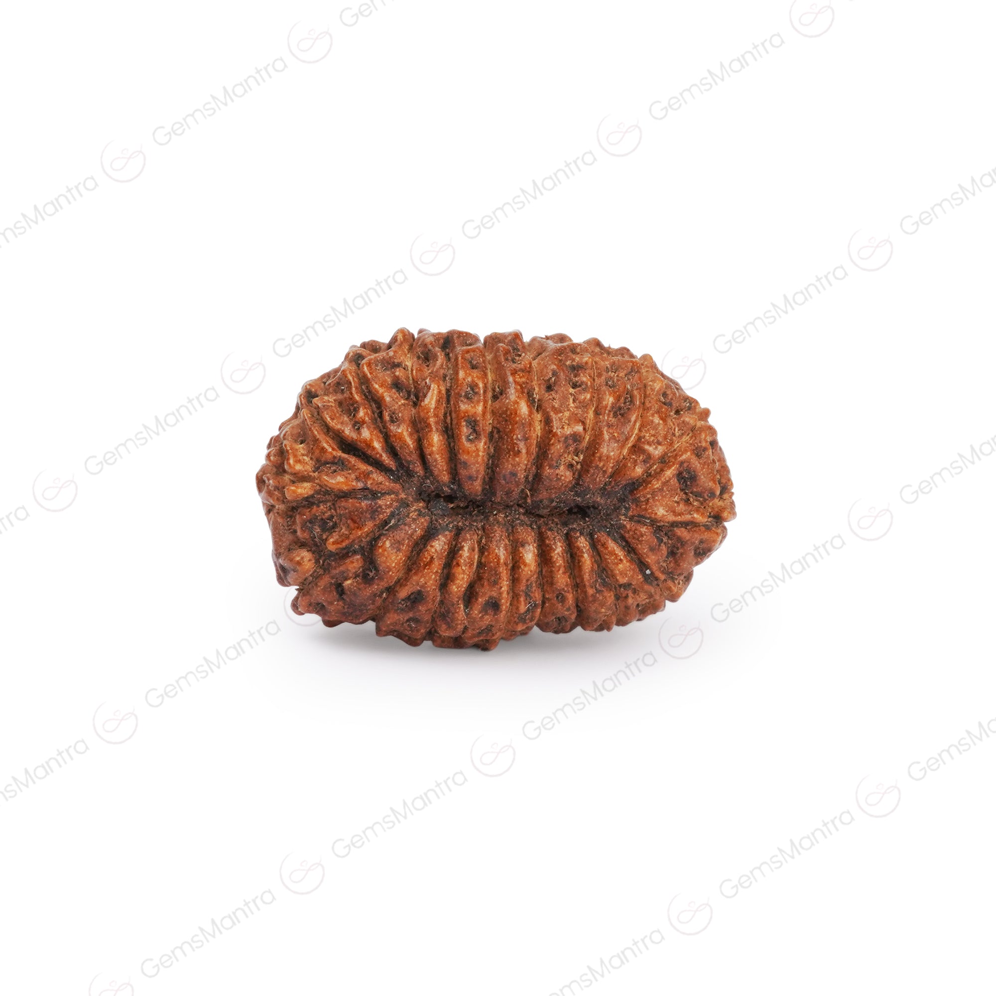 Natural 20 Mukhi Rudraksha (Nepali)