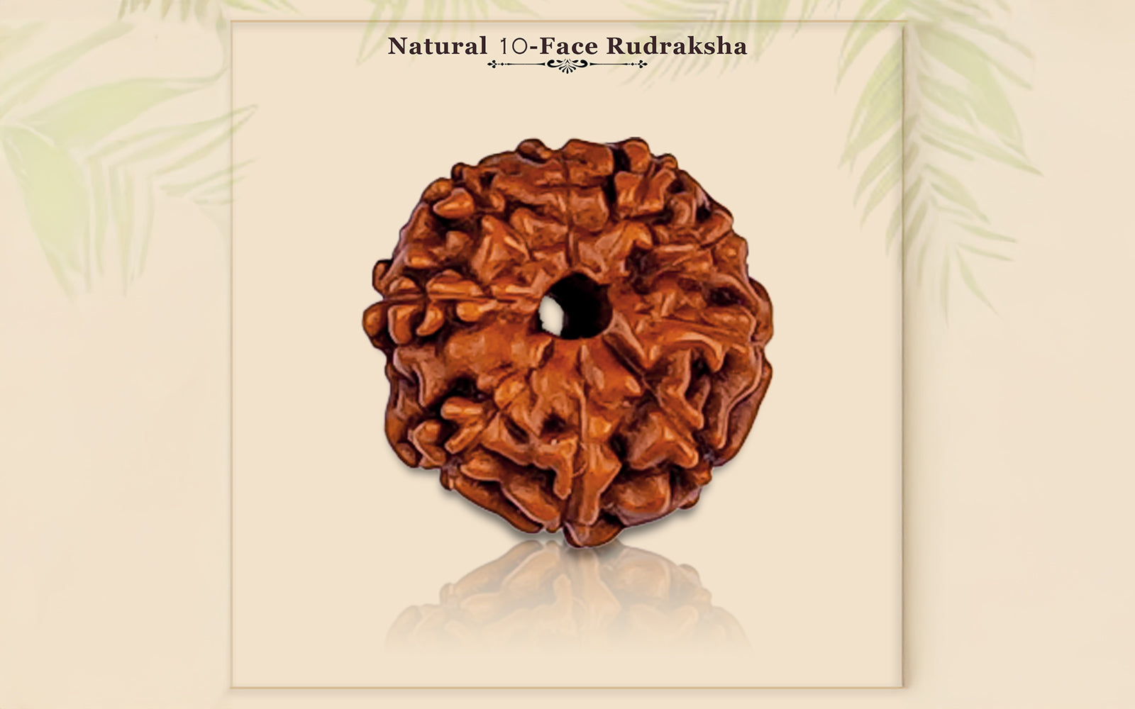 10 Mukhi Rudraksha (Indo)