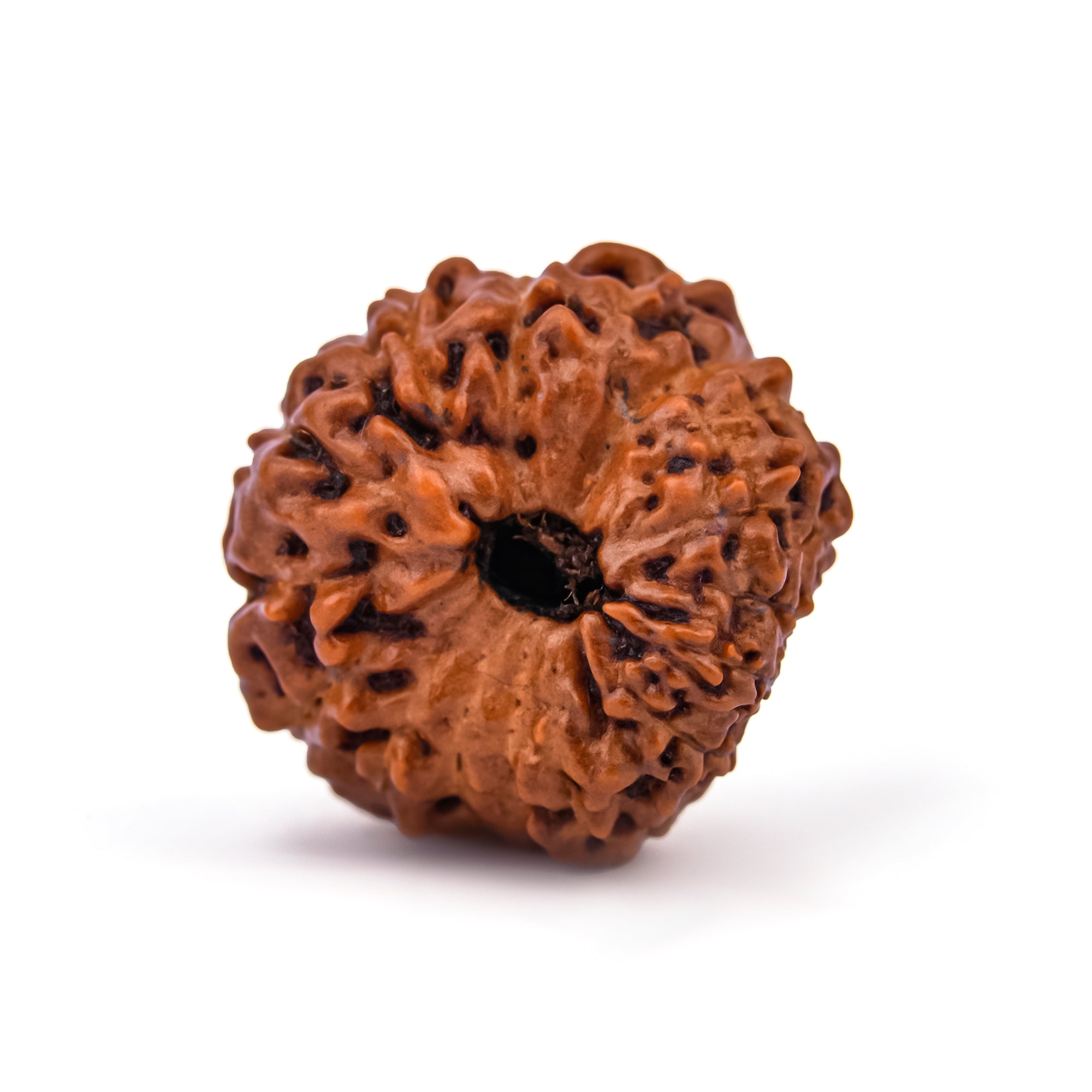 16 Mukhi Natural Rudraksha