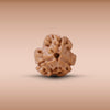3 Mukhi
