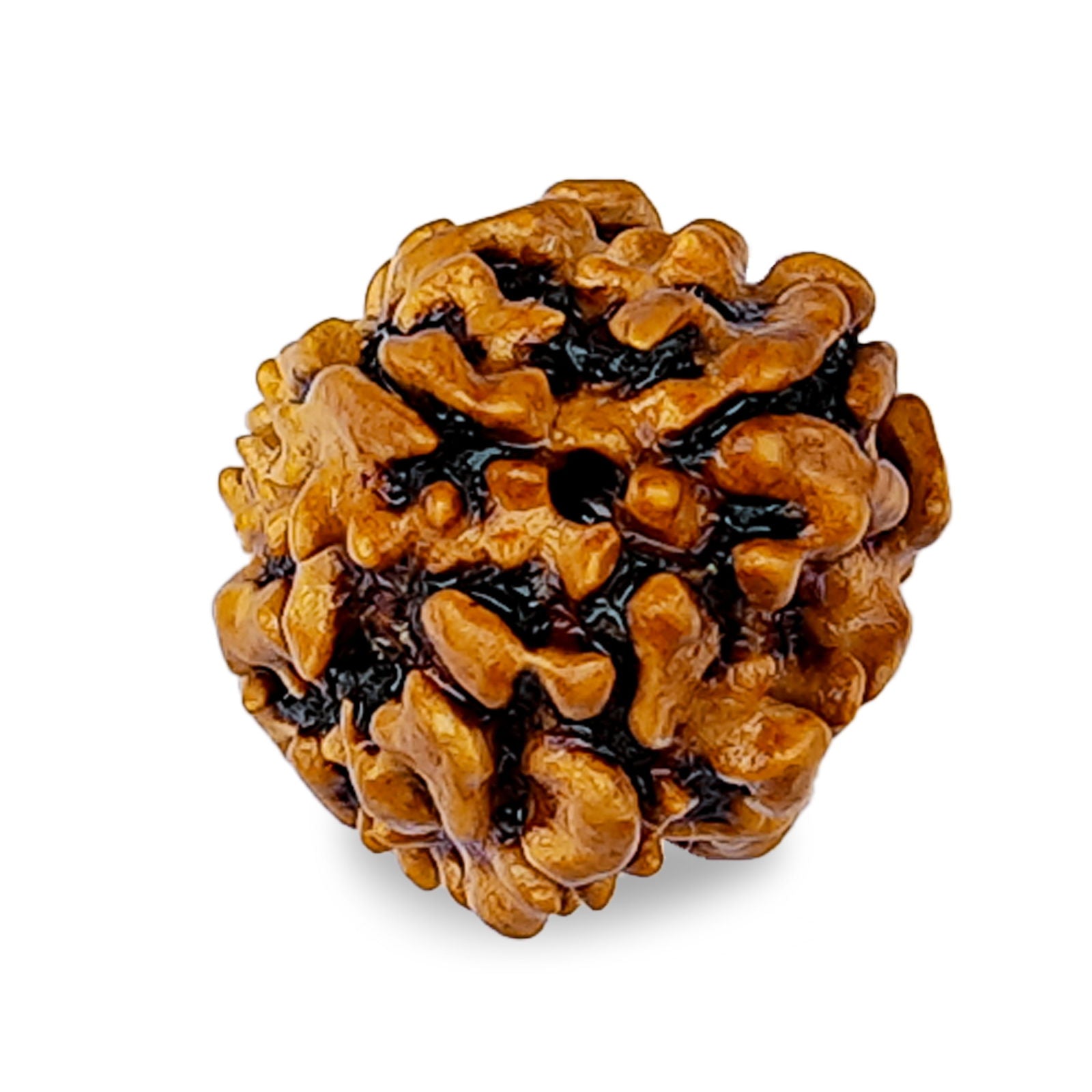 3 Mukhi Rudraksha - Gemsmantra