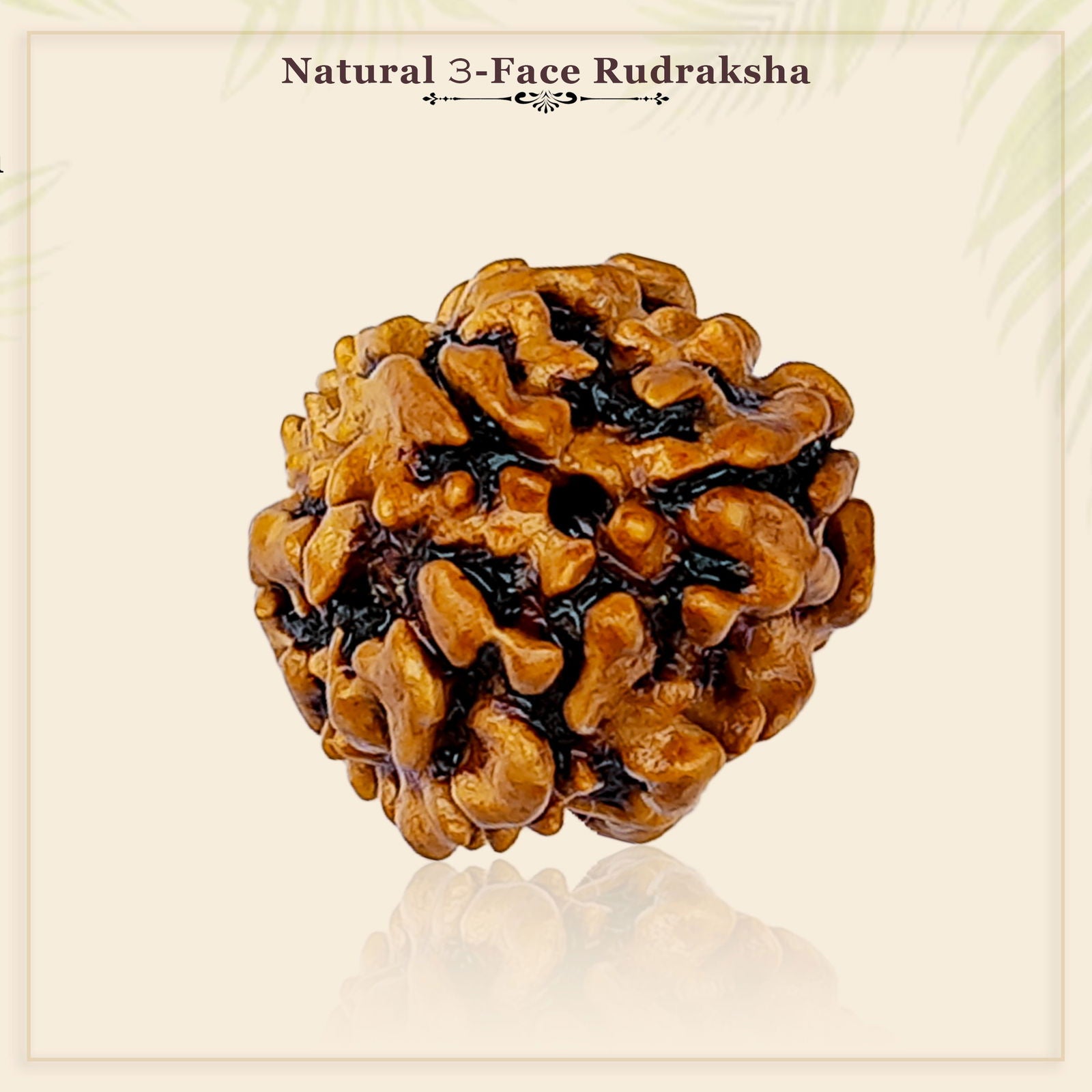 3 Mukhi Rudraksha - Gemsmantra