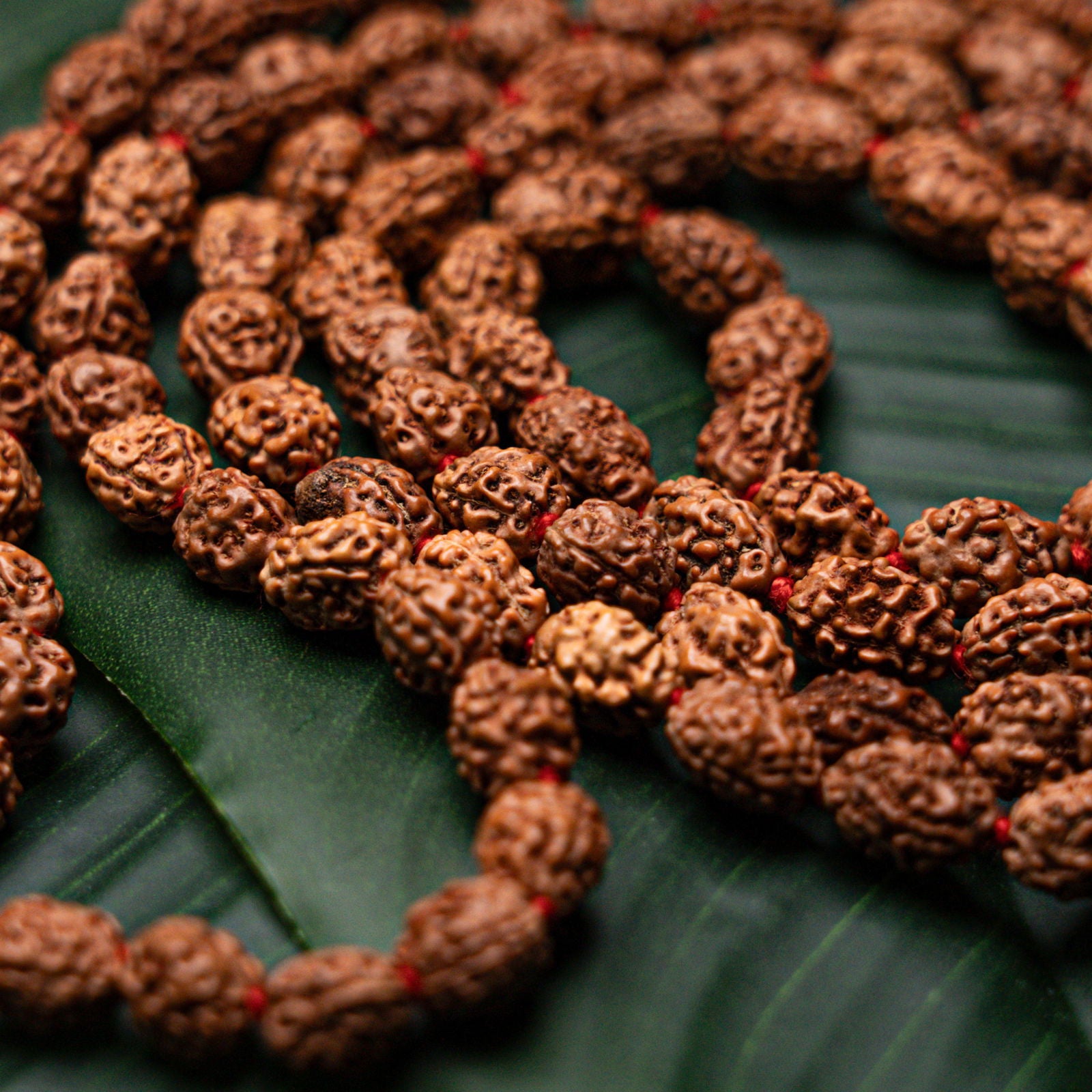 3 Mukhi Rudraksha Mala - Gemsmantra