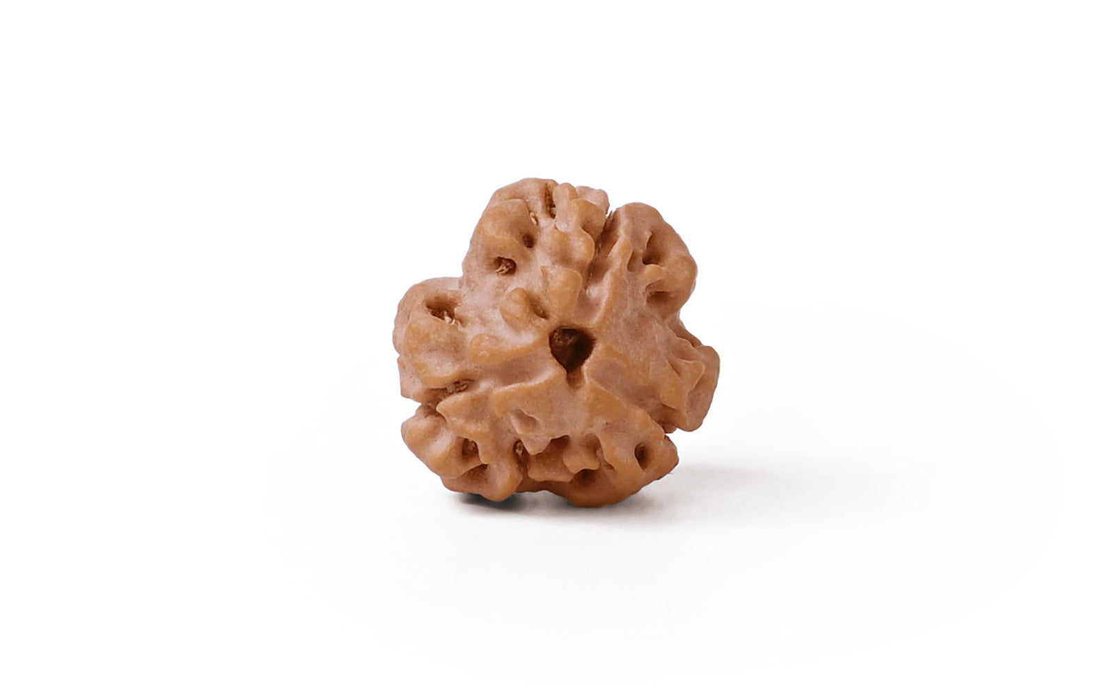 3 Mukhi Rudraksha (Nepali)