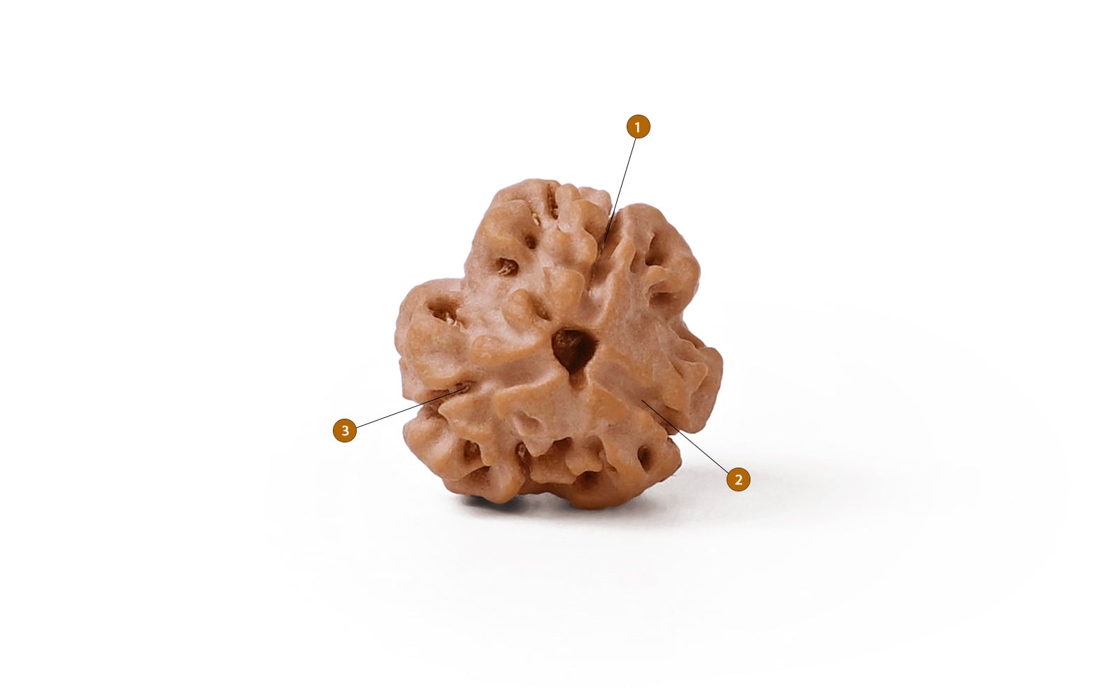 3 Mukhi Rudraksha (Nepali)