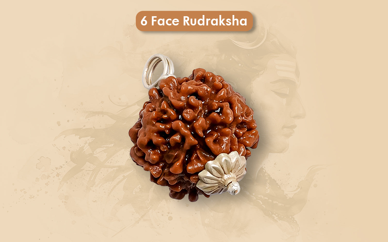 6 Mukhi Rudraksha (Nepali)