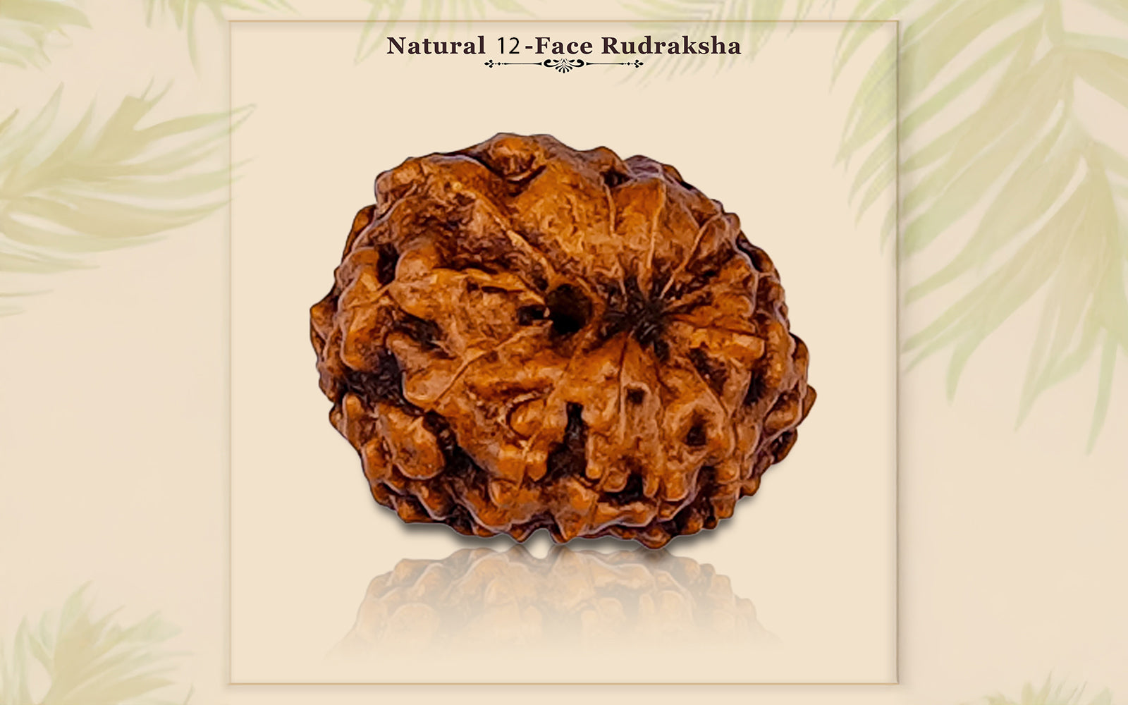 12 Mukhi Rudraksha (Indonesian Bead)